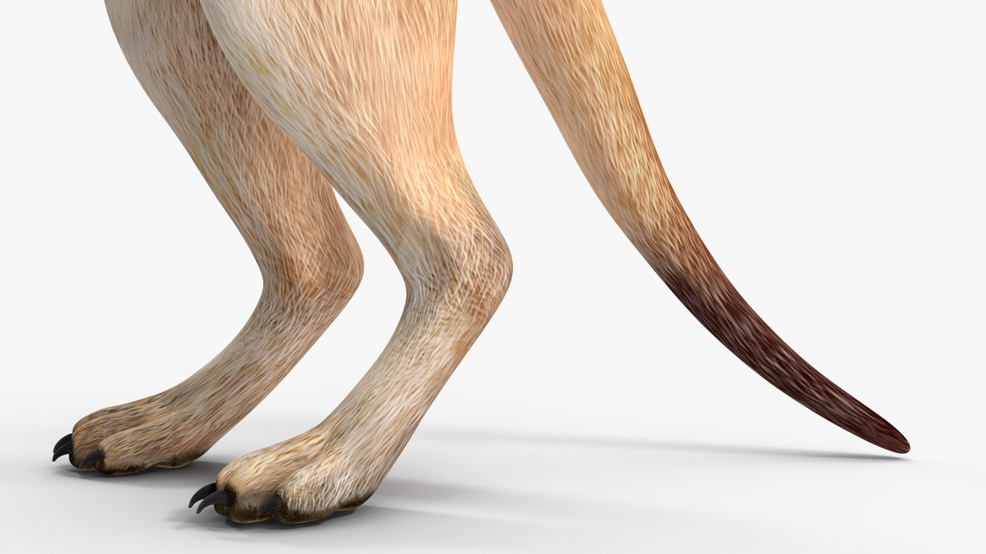 3D Meerkat Standing Pose