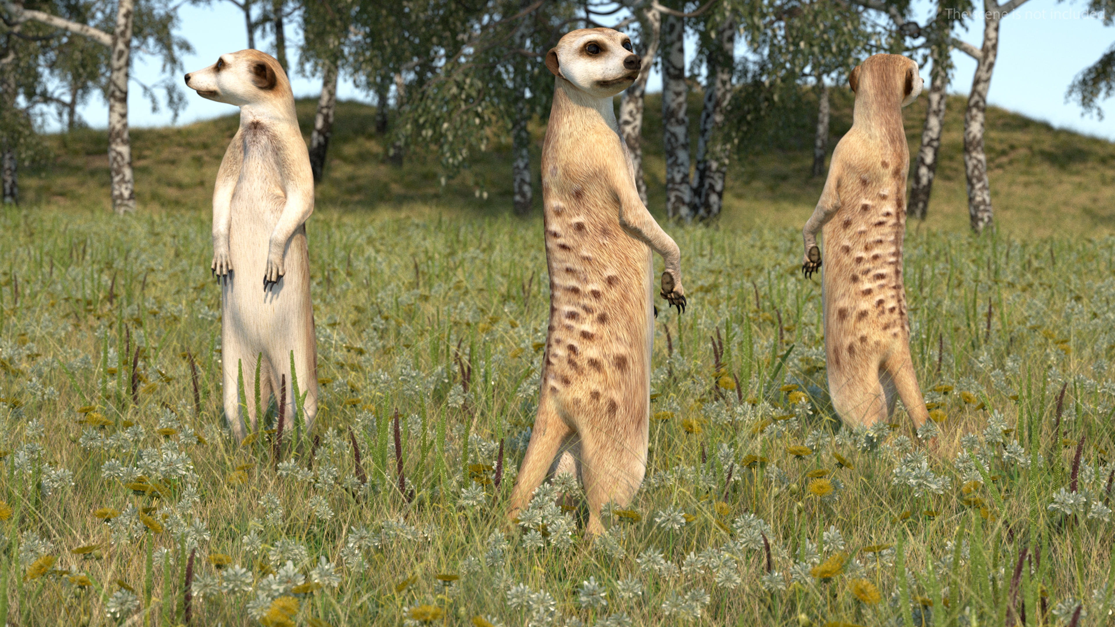 3D Meerkat Standing Pose