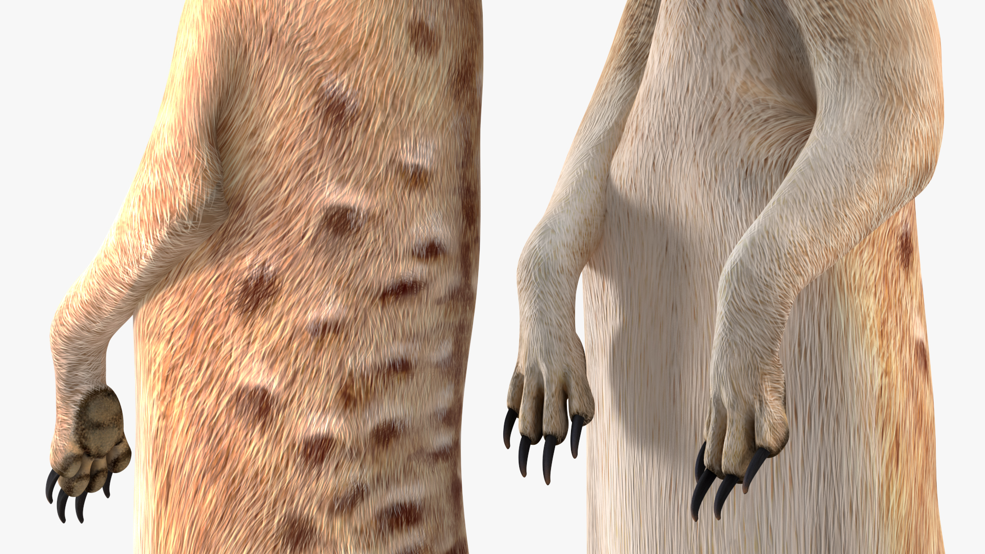 3D Meerkat Standing Pose