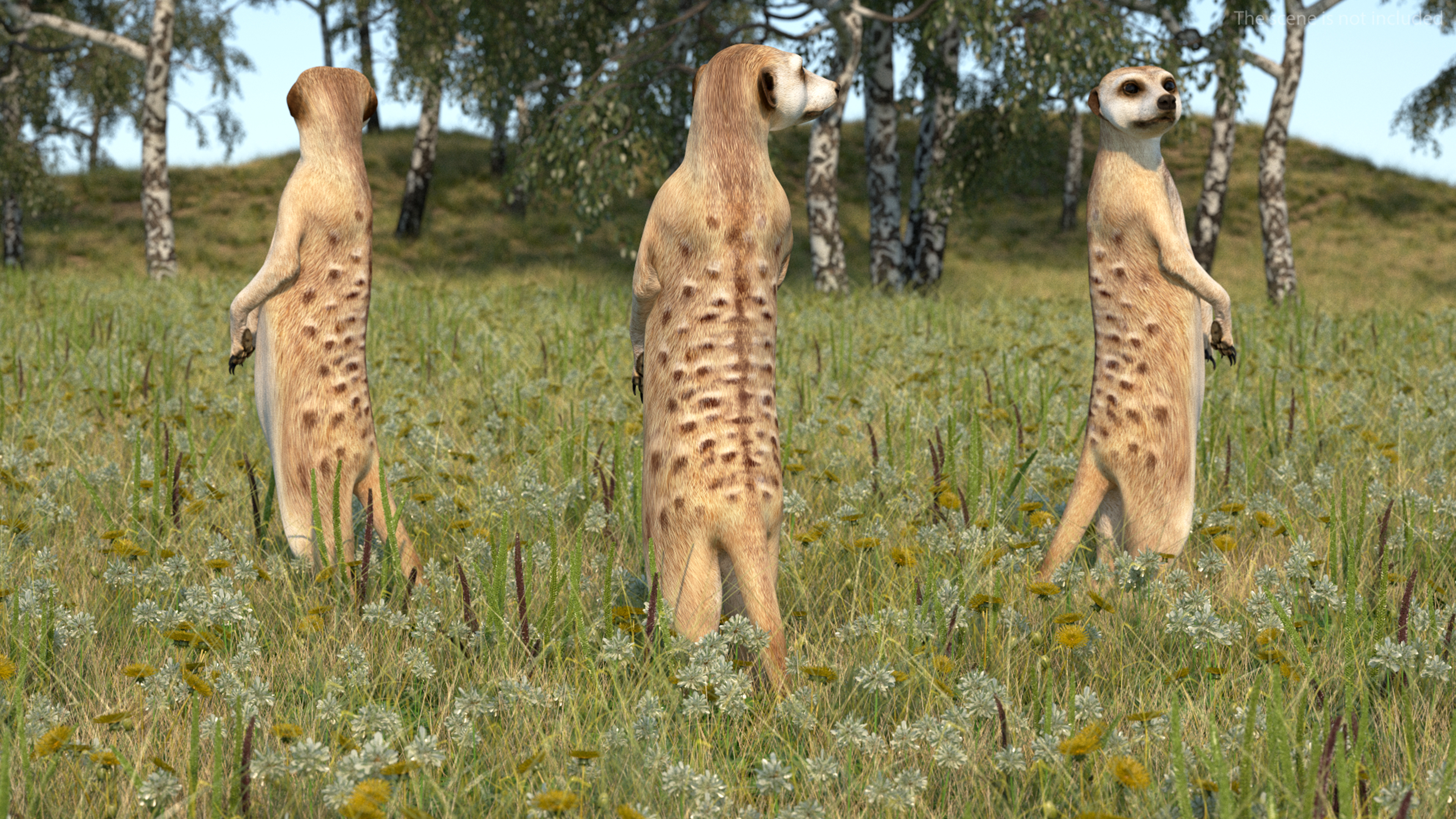 3D Meerkat Standing Pose