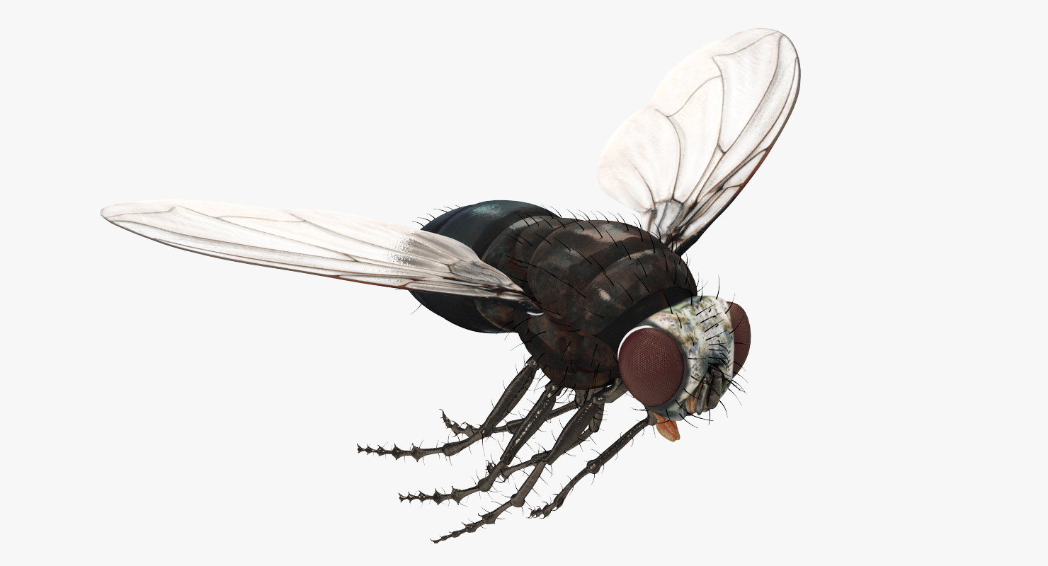 3D model Fly Pose 3