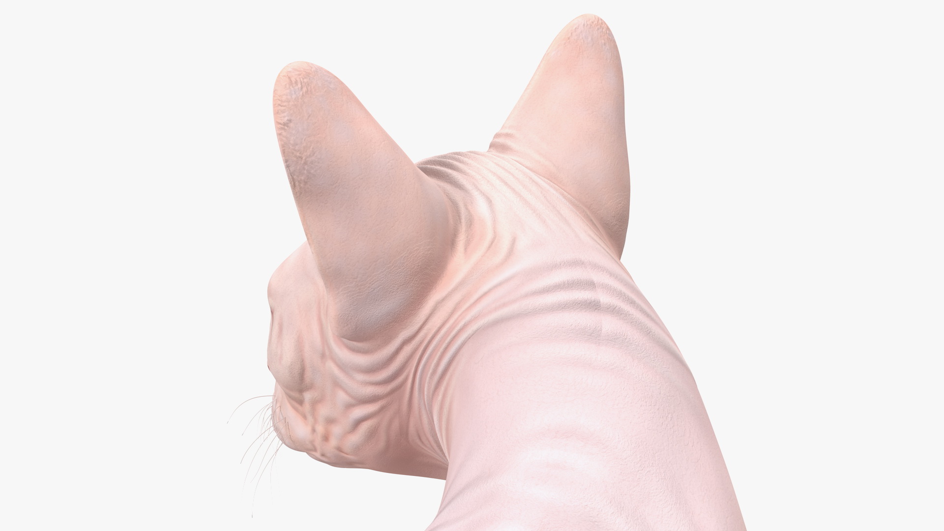 Cream Color Sphynx Cat 3D