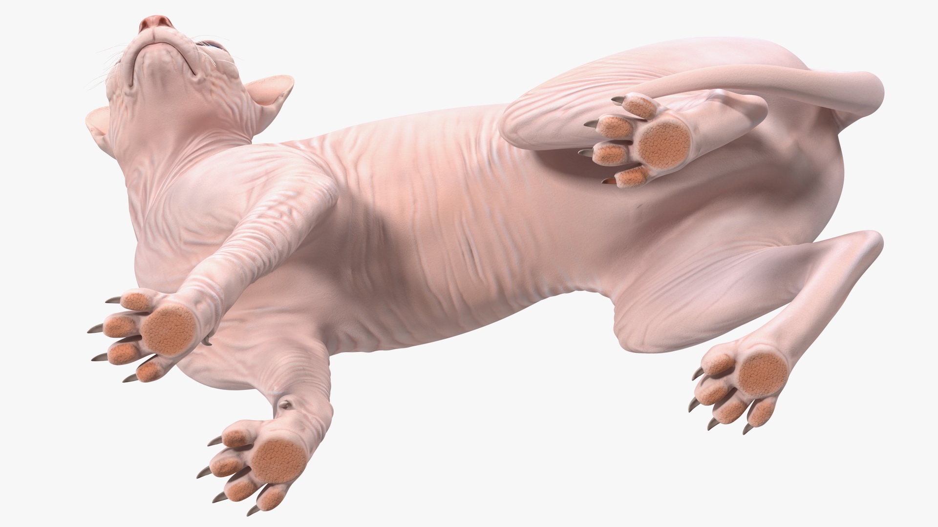 Cream Color Sphynx Cat 3D