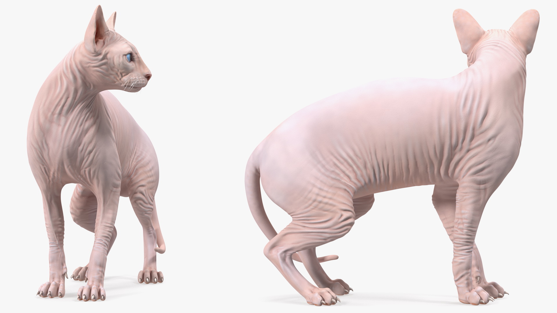 Cream Color Sphynx Cat 3D