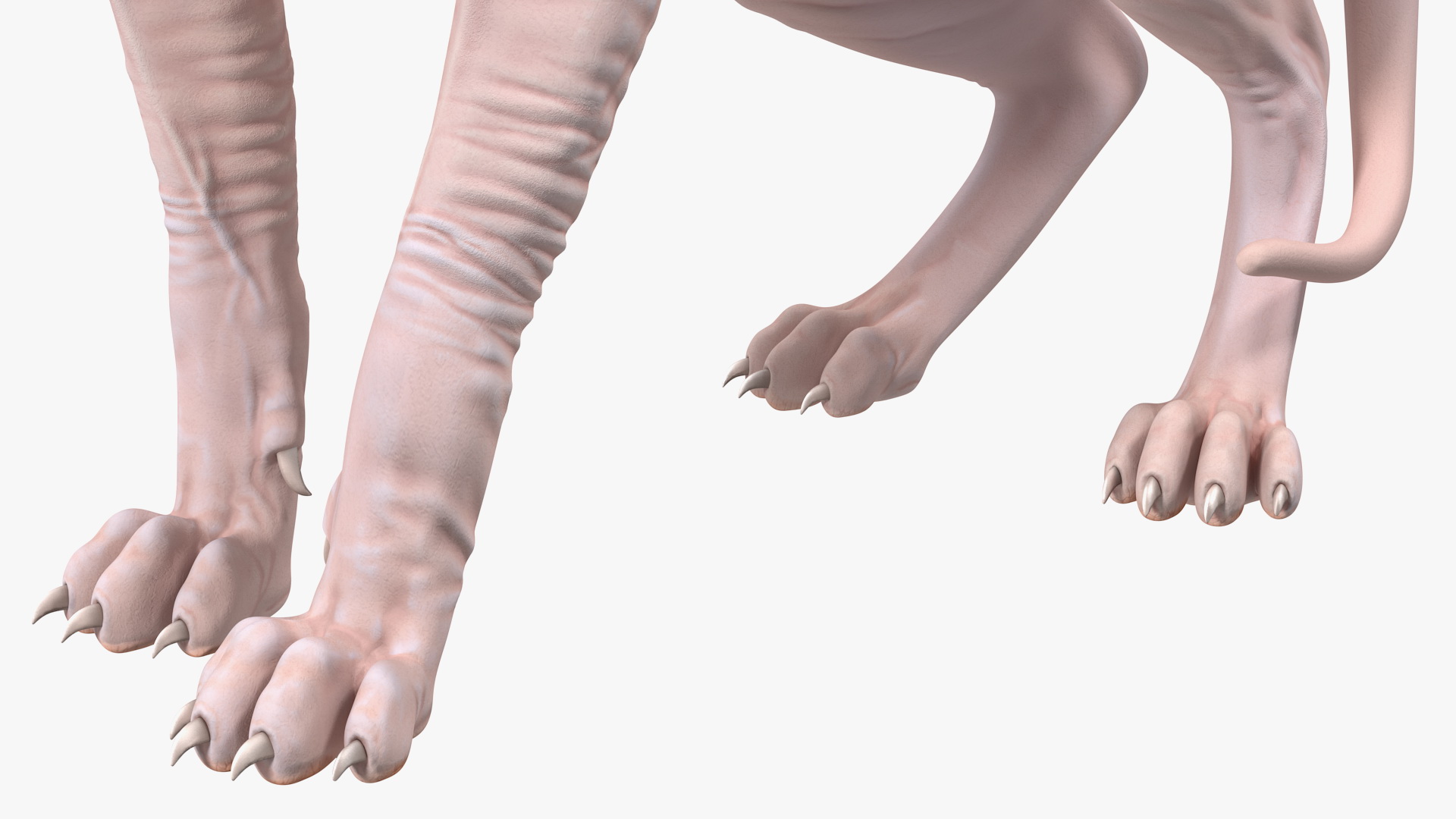 Cream Color Sphynx Cat 3D