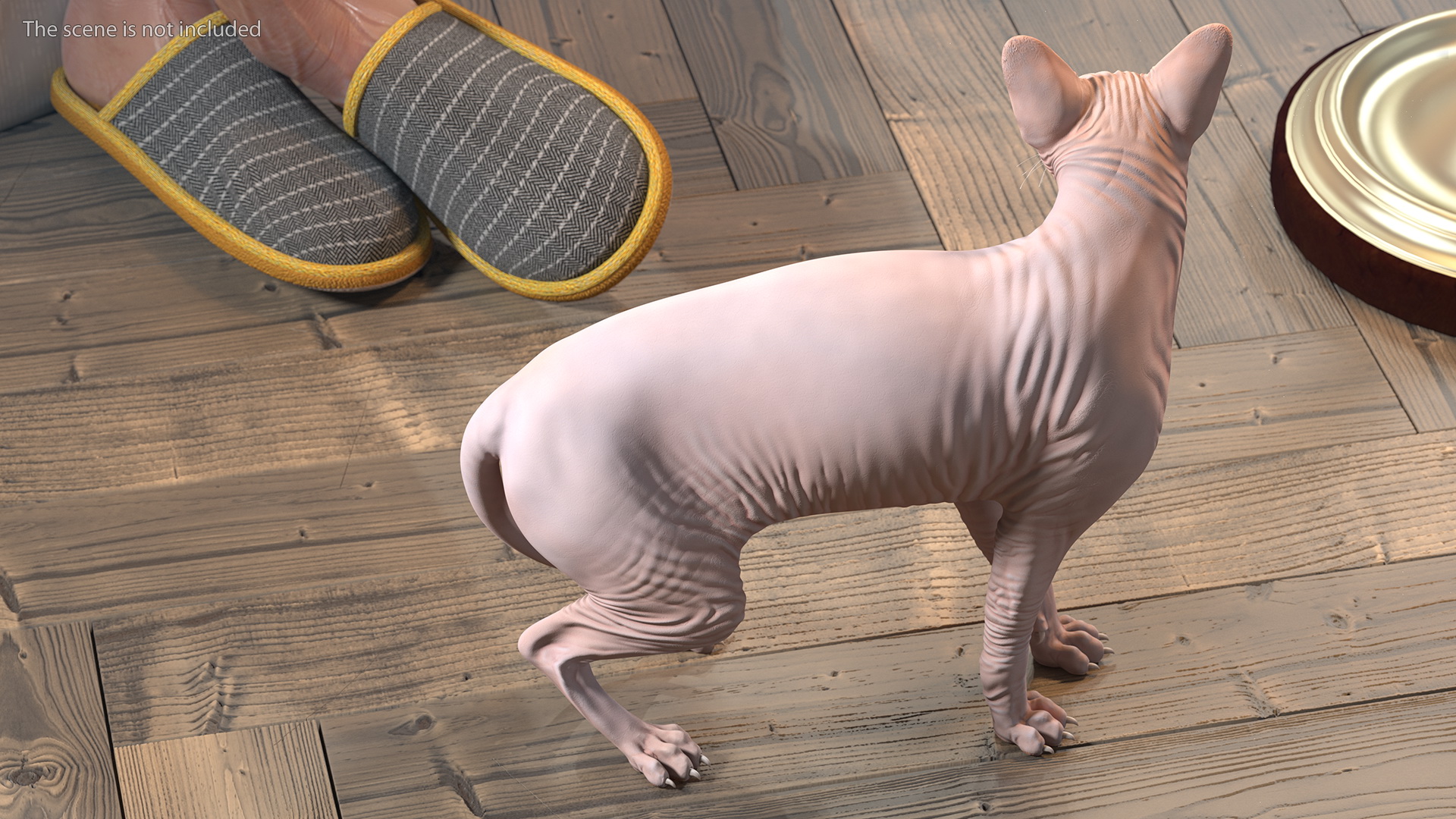 Cream Color Sphynx Cat 3D