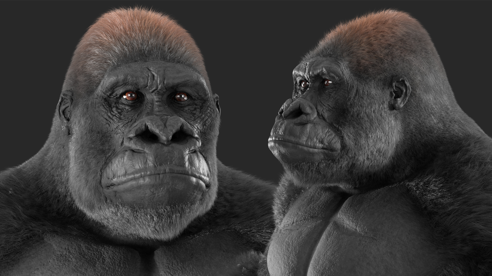 Western Gorilla Base Pose Fur 3D model