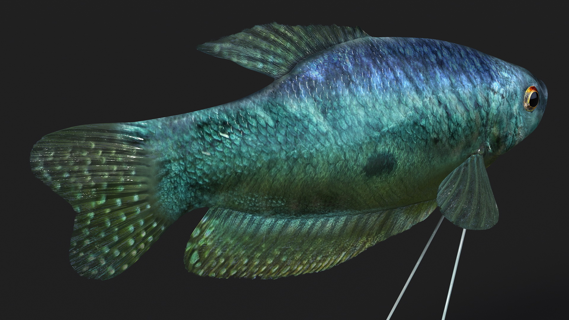 Trichopodus Trichopterus 3D model