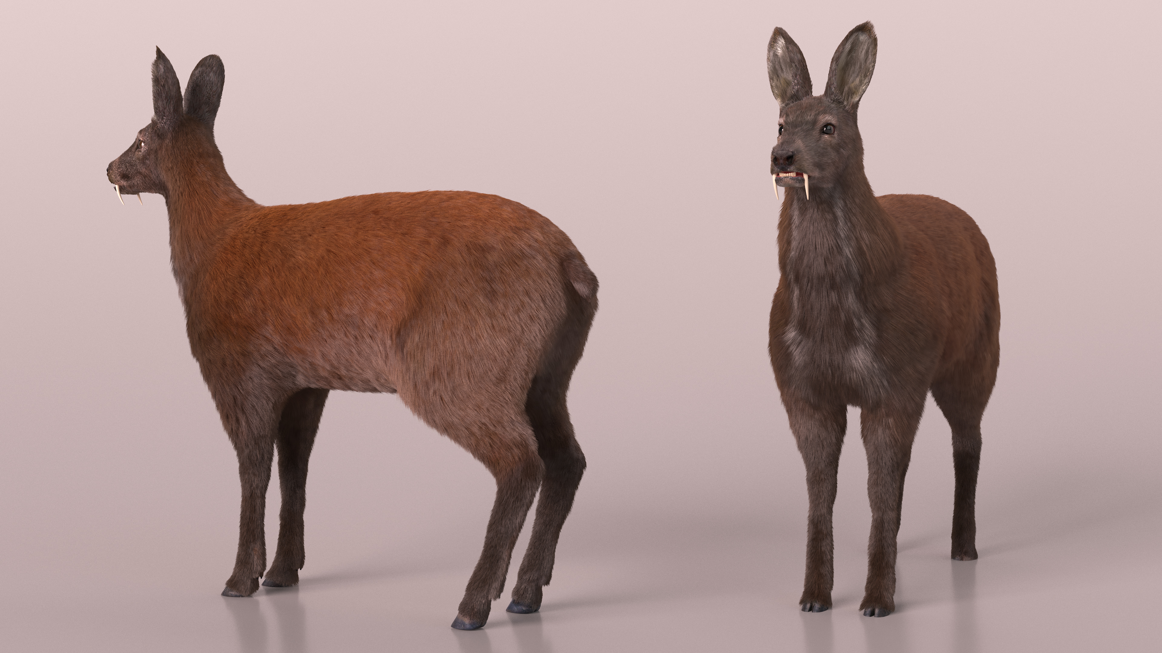 Siberian Musk Deer Fur 3D