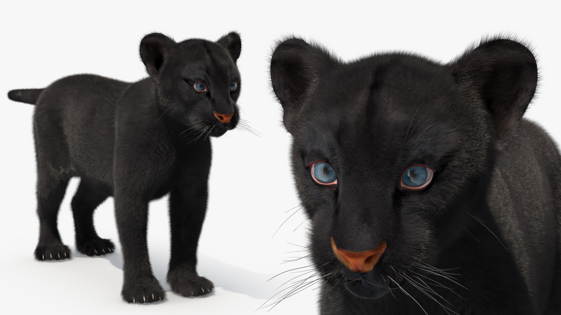 3D model Black Panther Cub Standing Pose with Fur