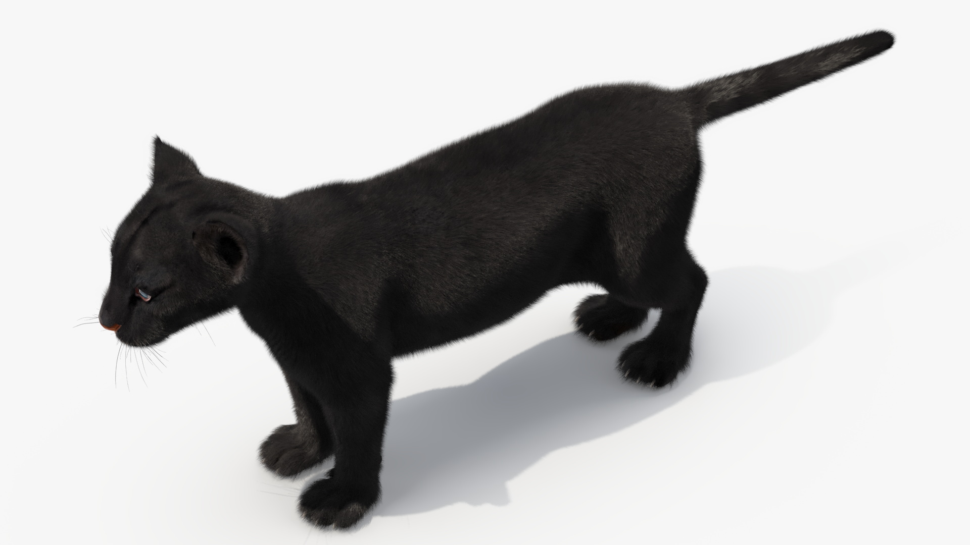 3D model Black Panther Cub Standing Pose with Fur