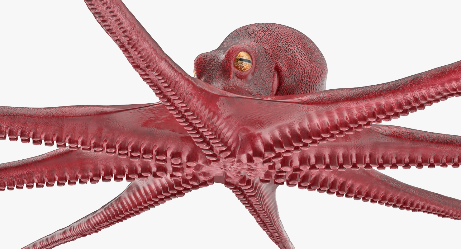 3D Octopus Vulgaris