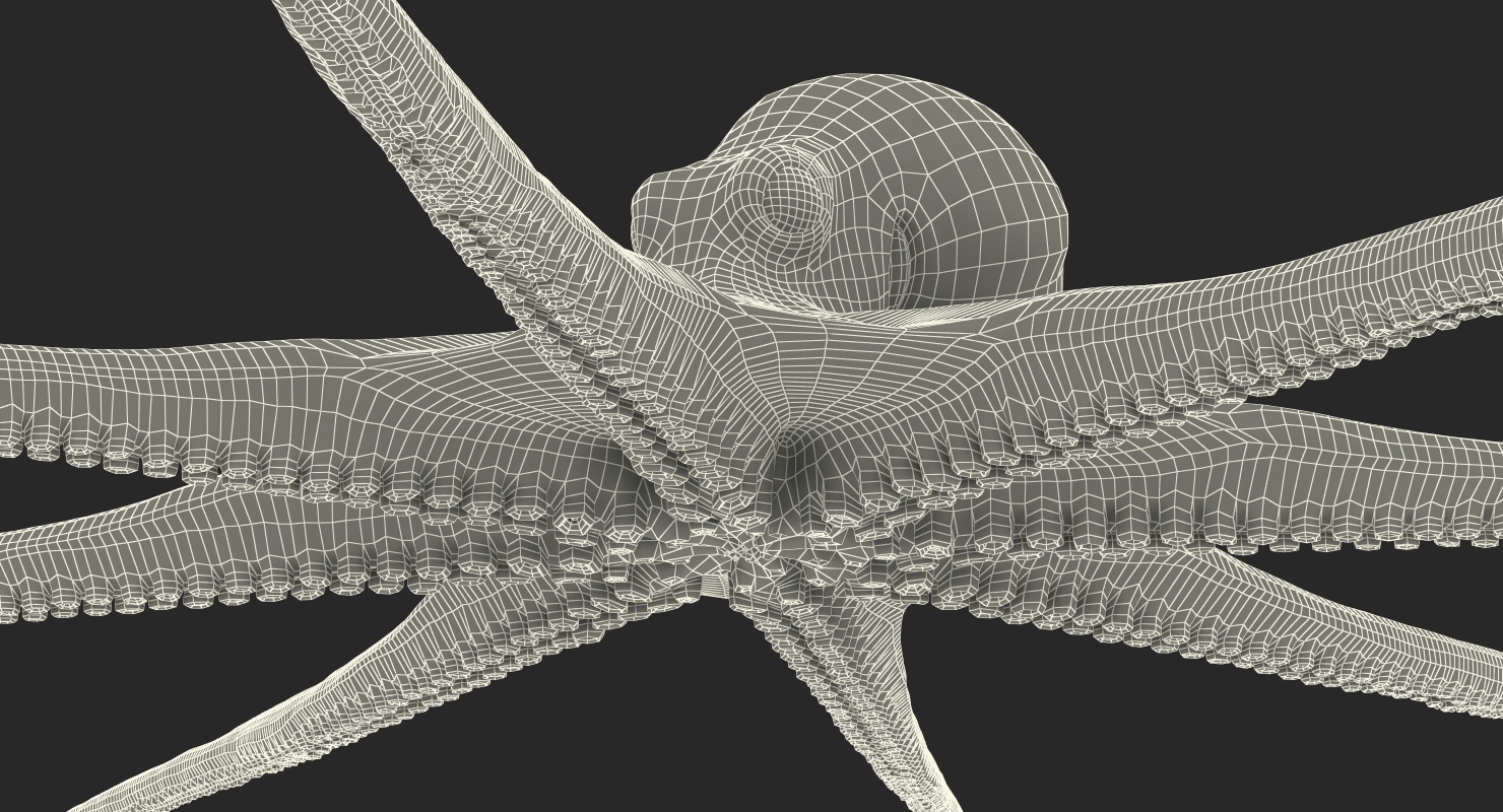 3D Octopus Vulgaris