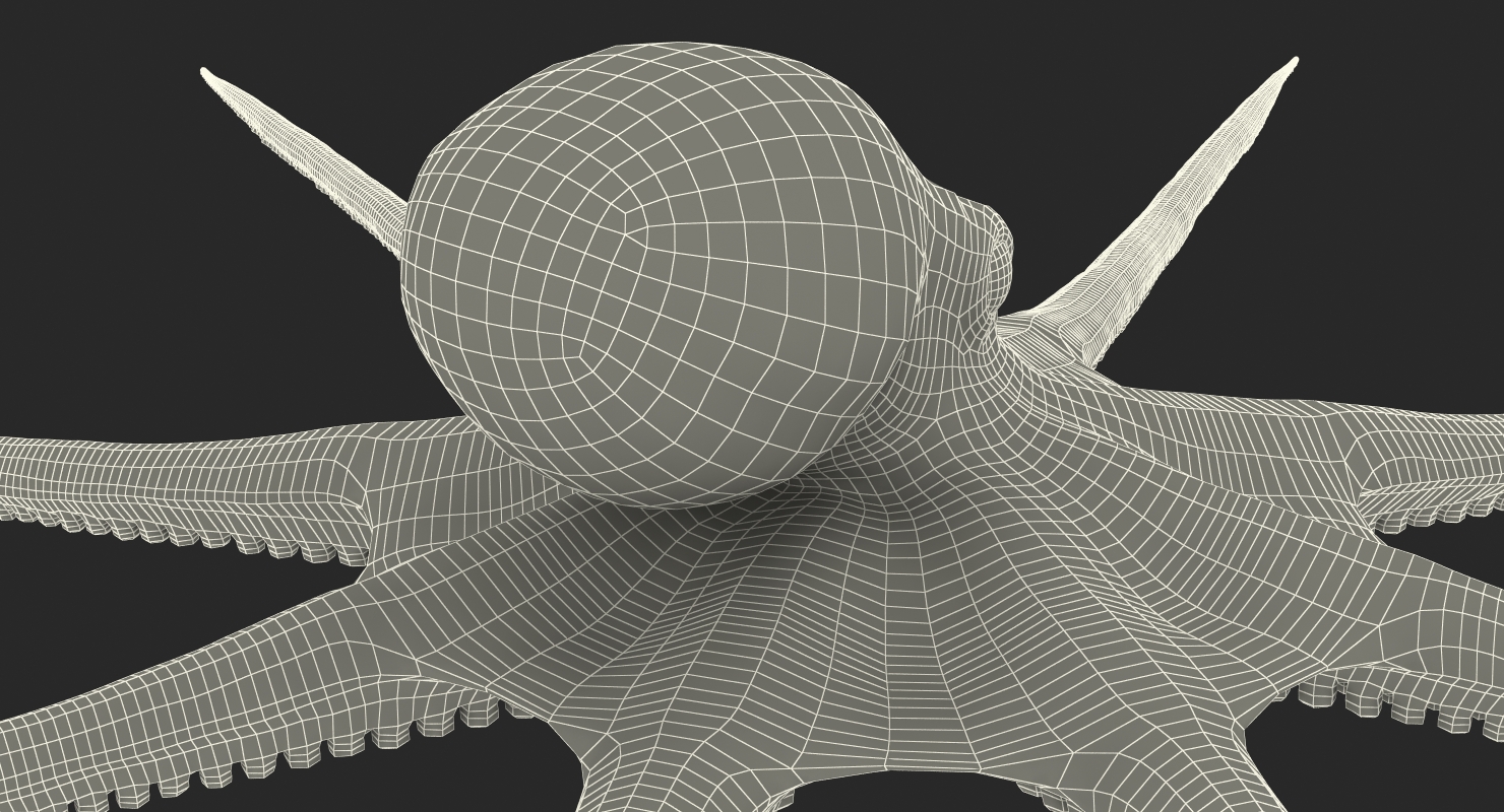 3D Octopus Vulgaris