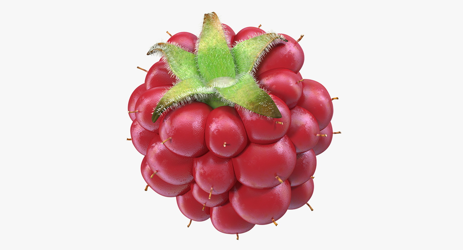 Not Ripe Berry Blackberry with Fur 3D model