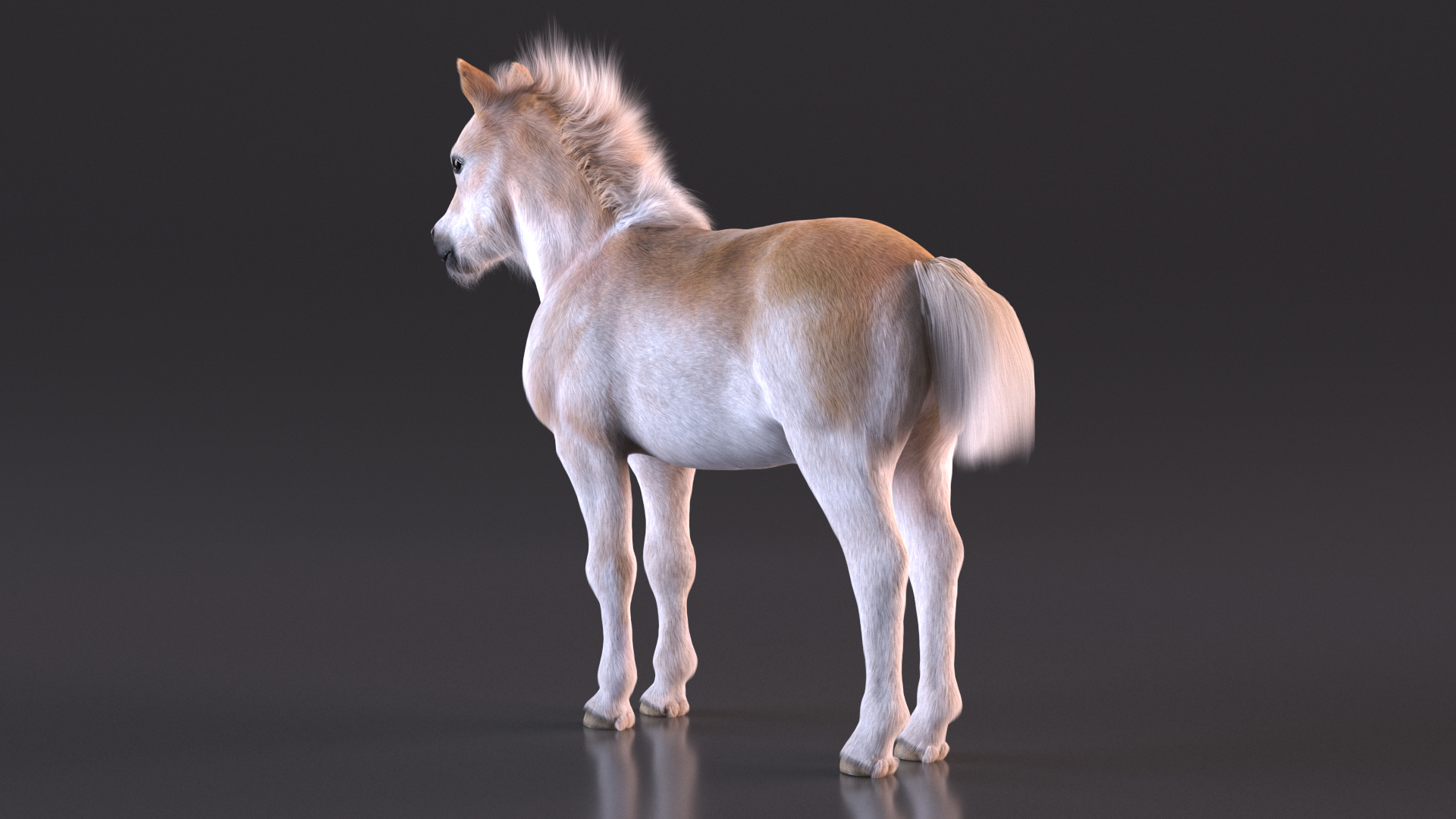 Realistic Shetland Pony Fur 3D