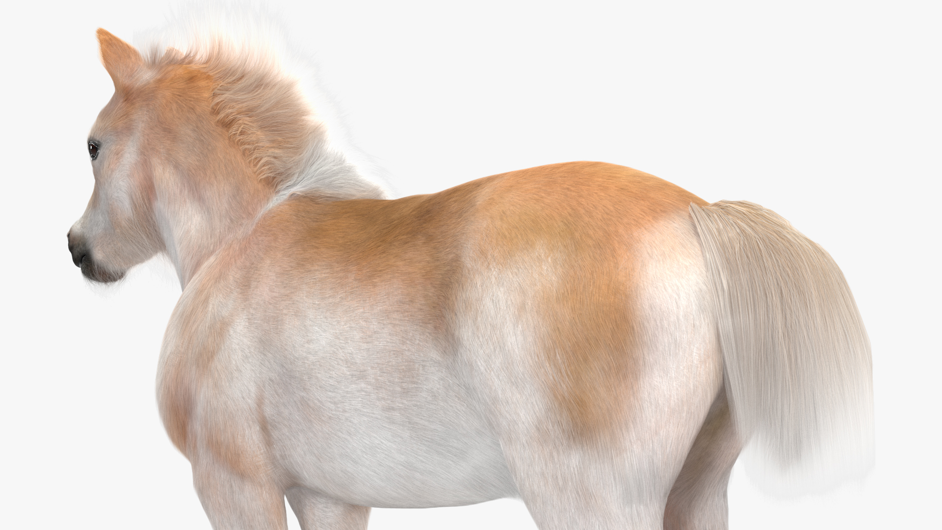 Realistic Shetland Pony Fur 3D