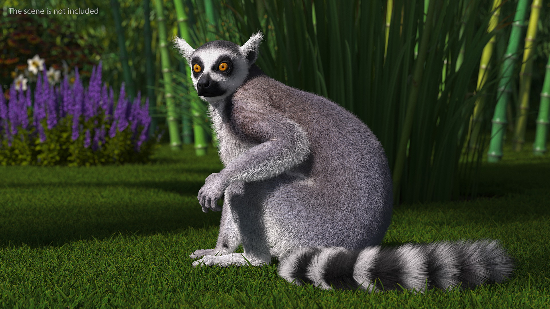 Ring-tailed Lemur Sitting Fur 3D model