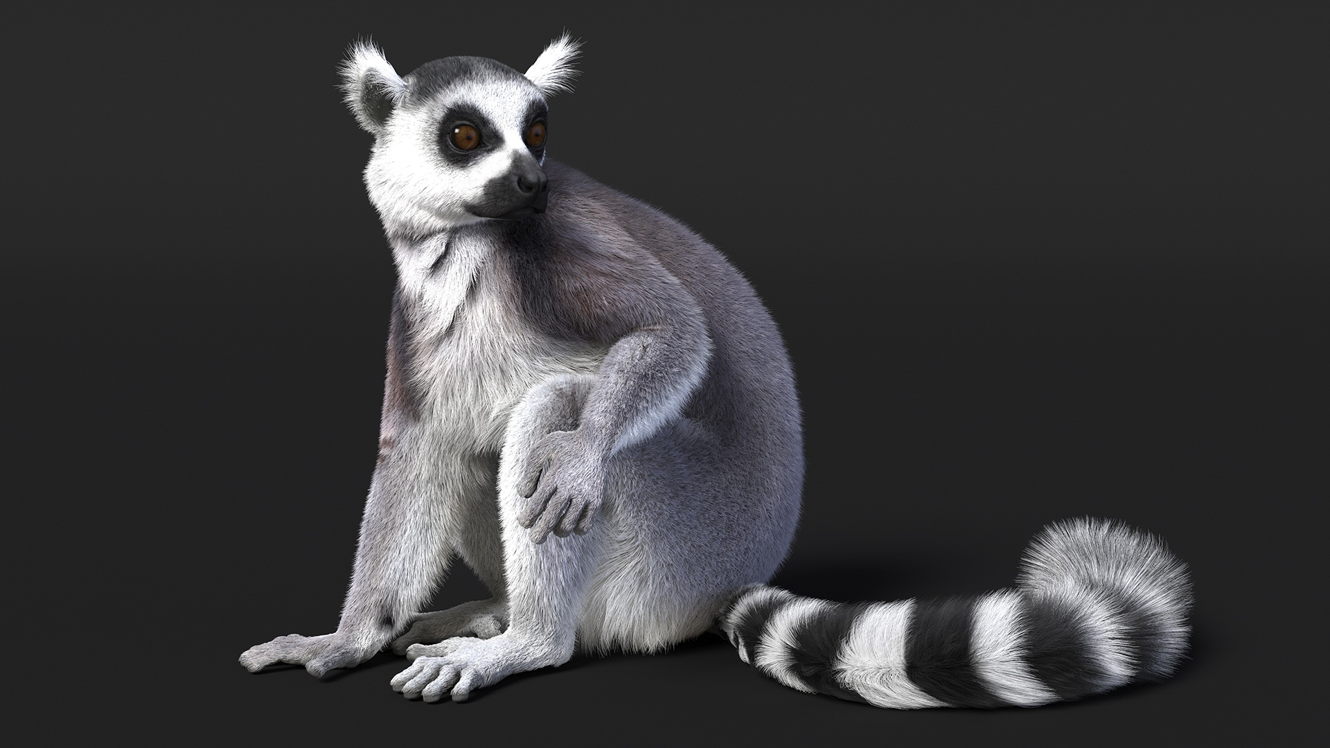 Ring-tailed Lemur Sitting Fur 3D model