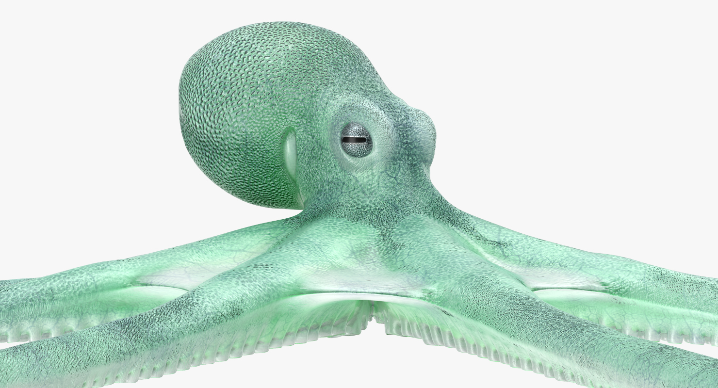 Blue Octopus Rigged 3D model