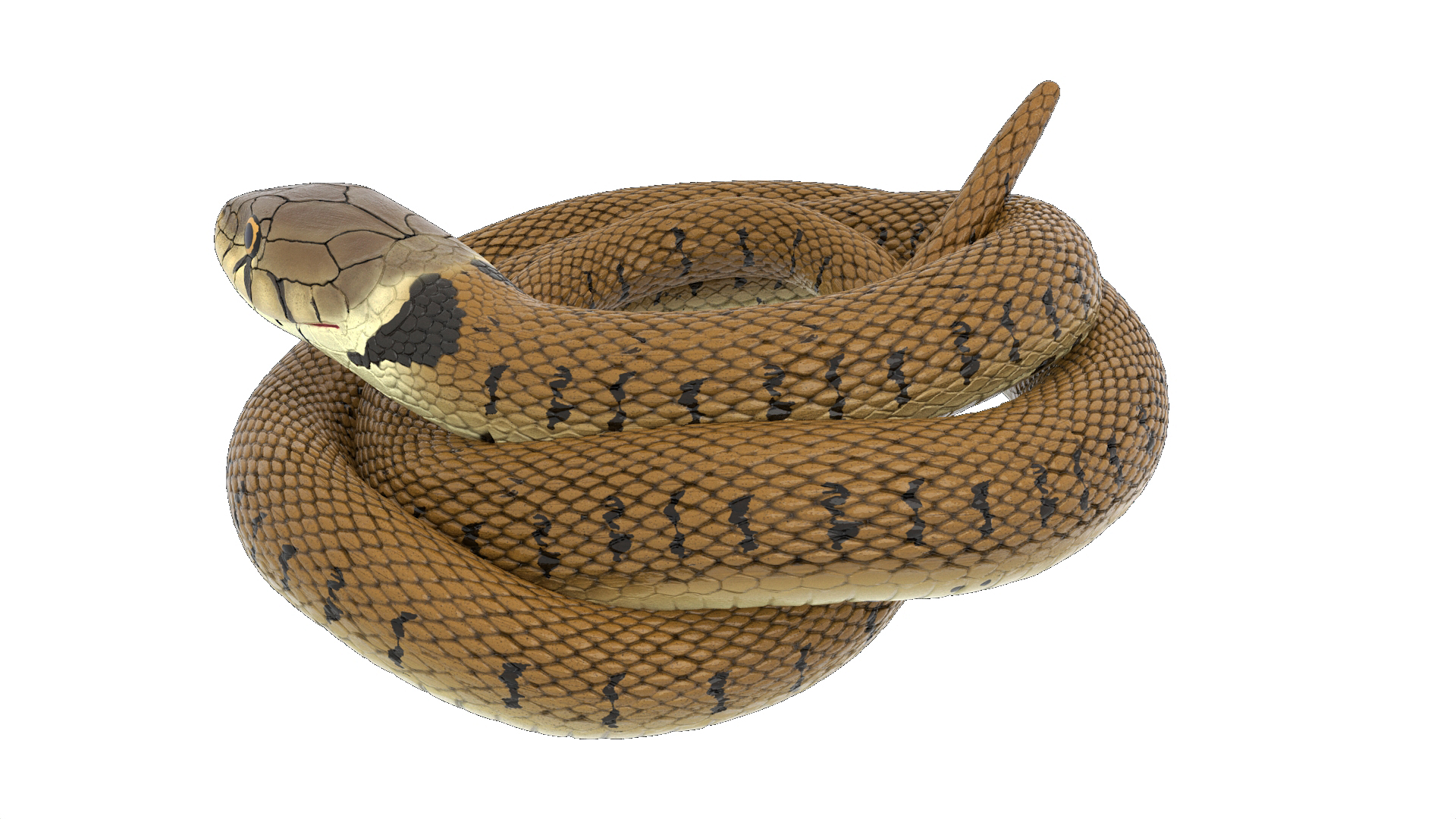 3D model Ringed Snake Brown Coiled