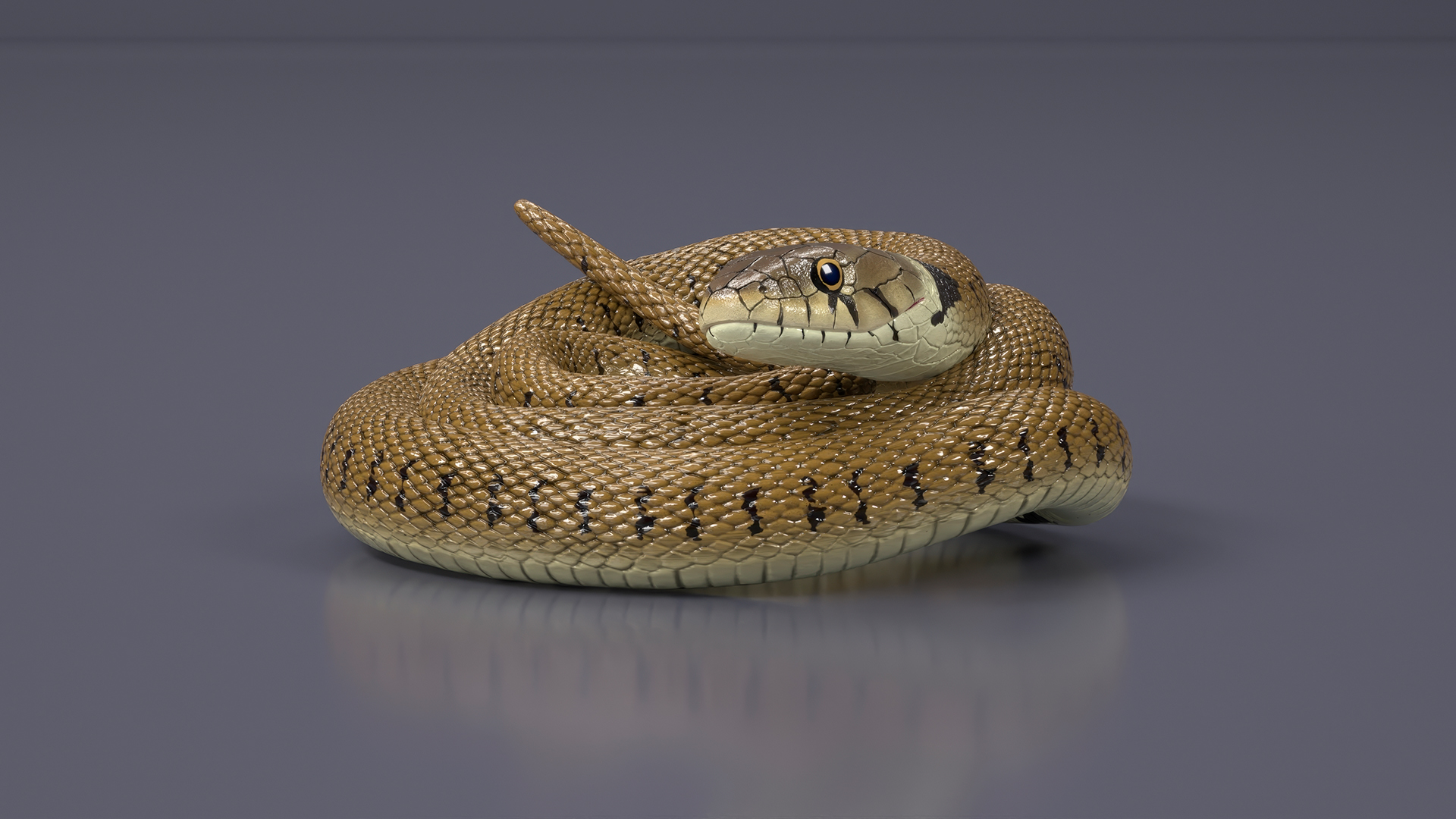 3D model Ringed Snake Brown Coiled