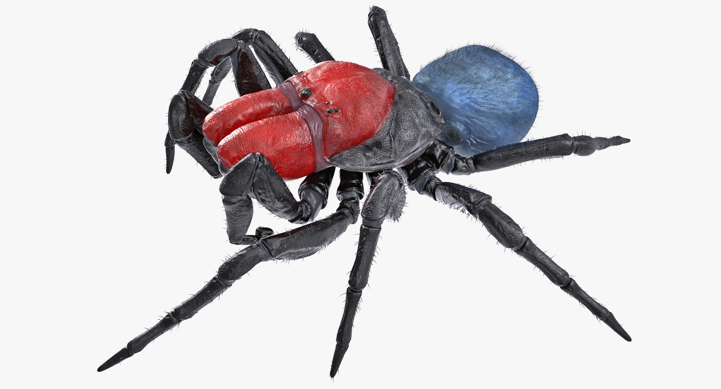 3D model Missulena Spider with Fur