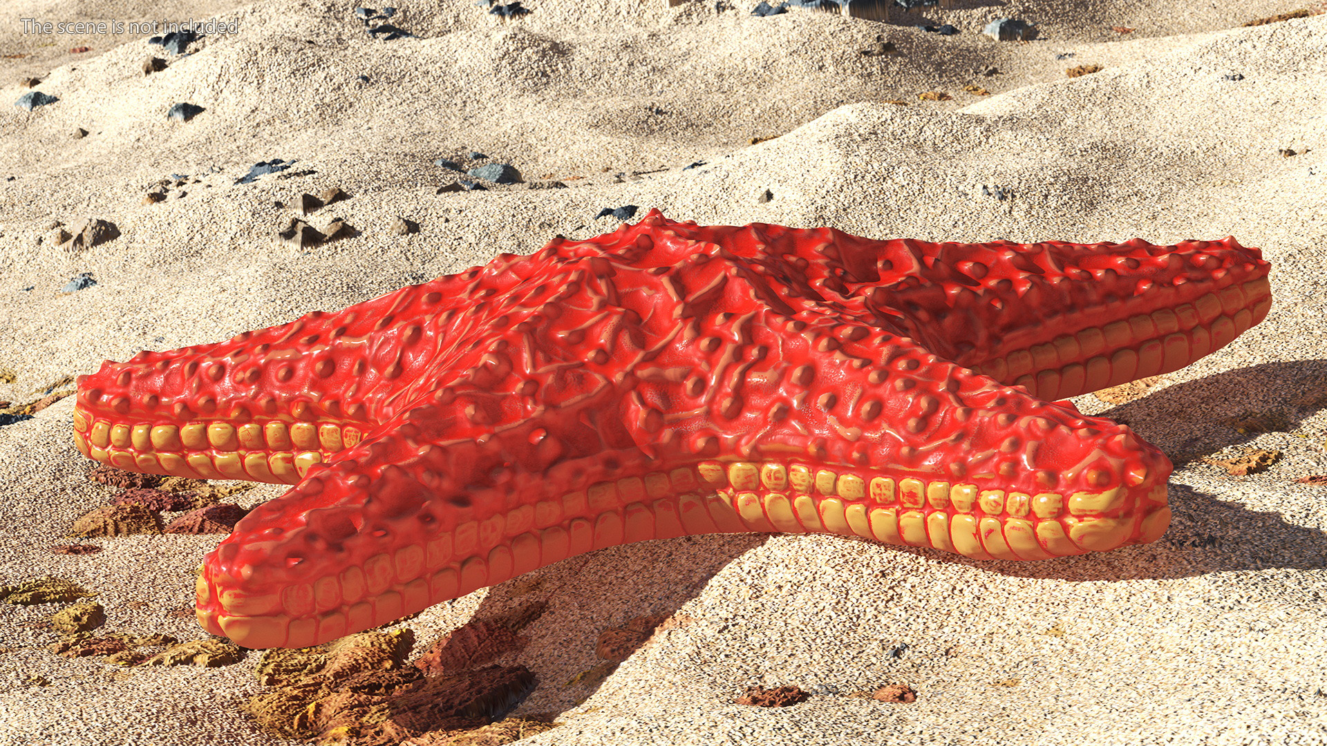 Sea Star Marine Invertebrate Red 3D