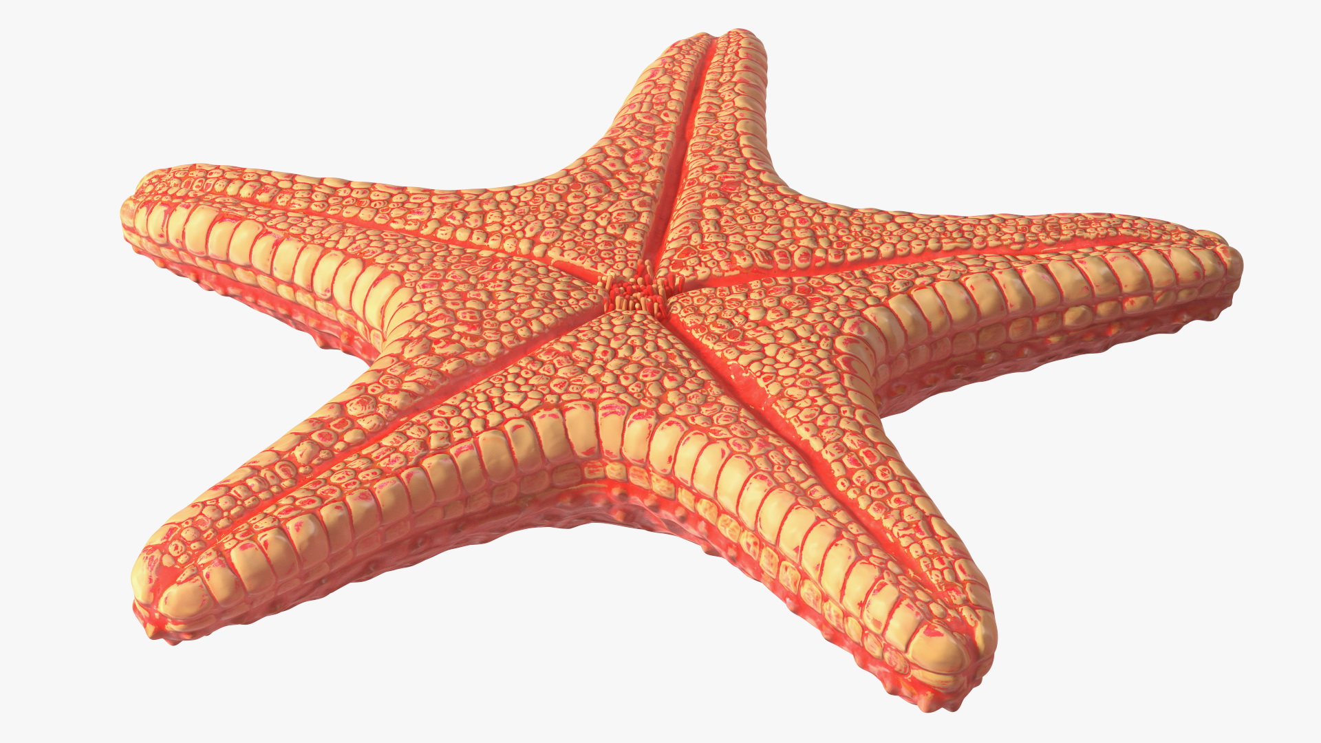 Sea Star Marine Invertebrate Red 3D