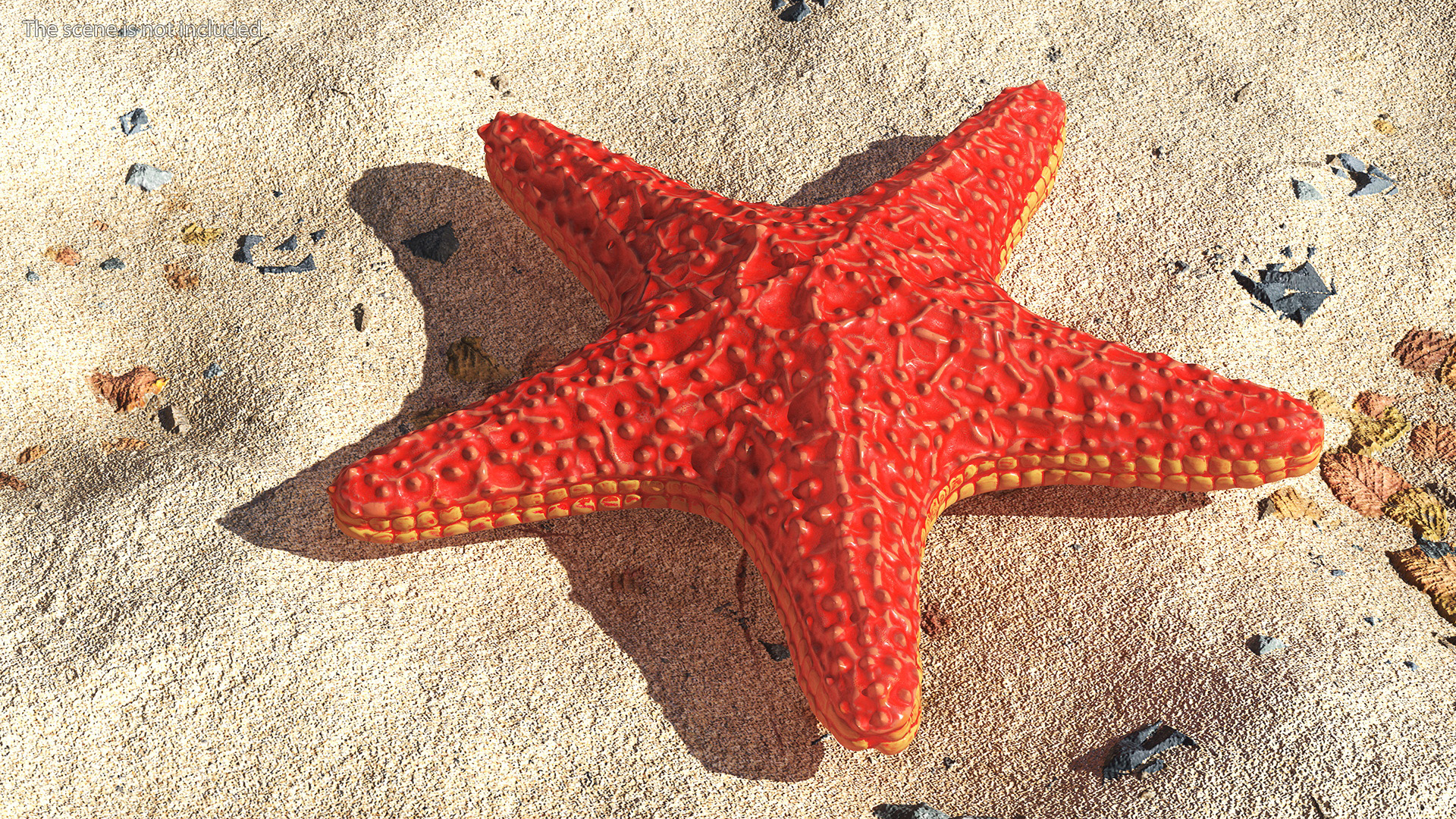 Sea Star Marine Invertebrate Red 3D