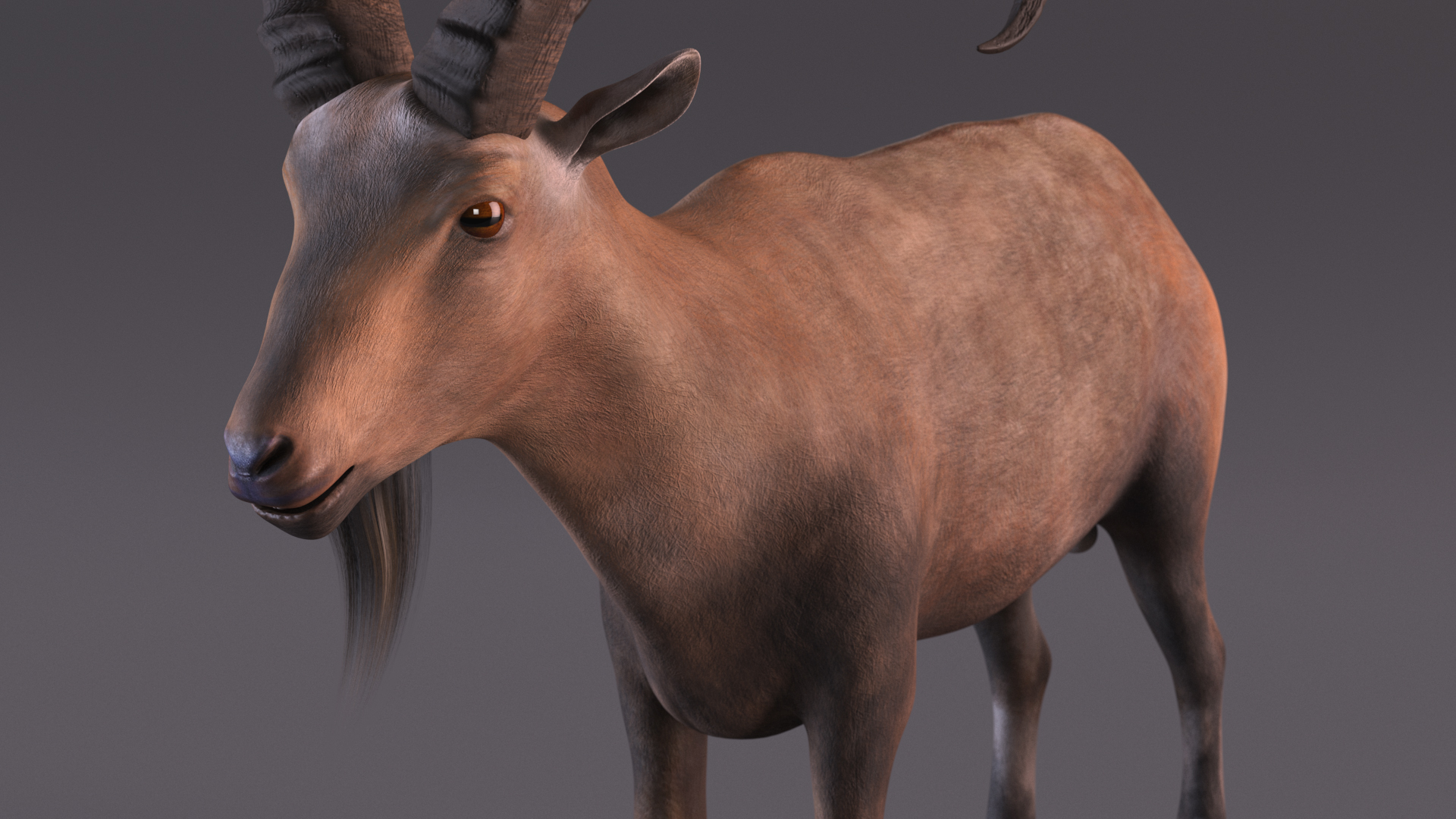 Alpine Ibex Stand Pose 3D