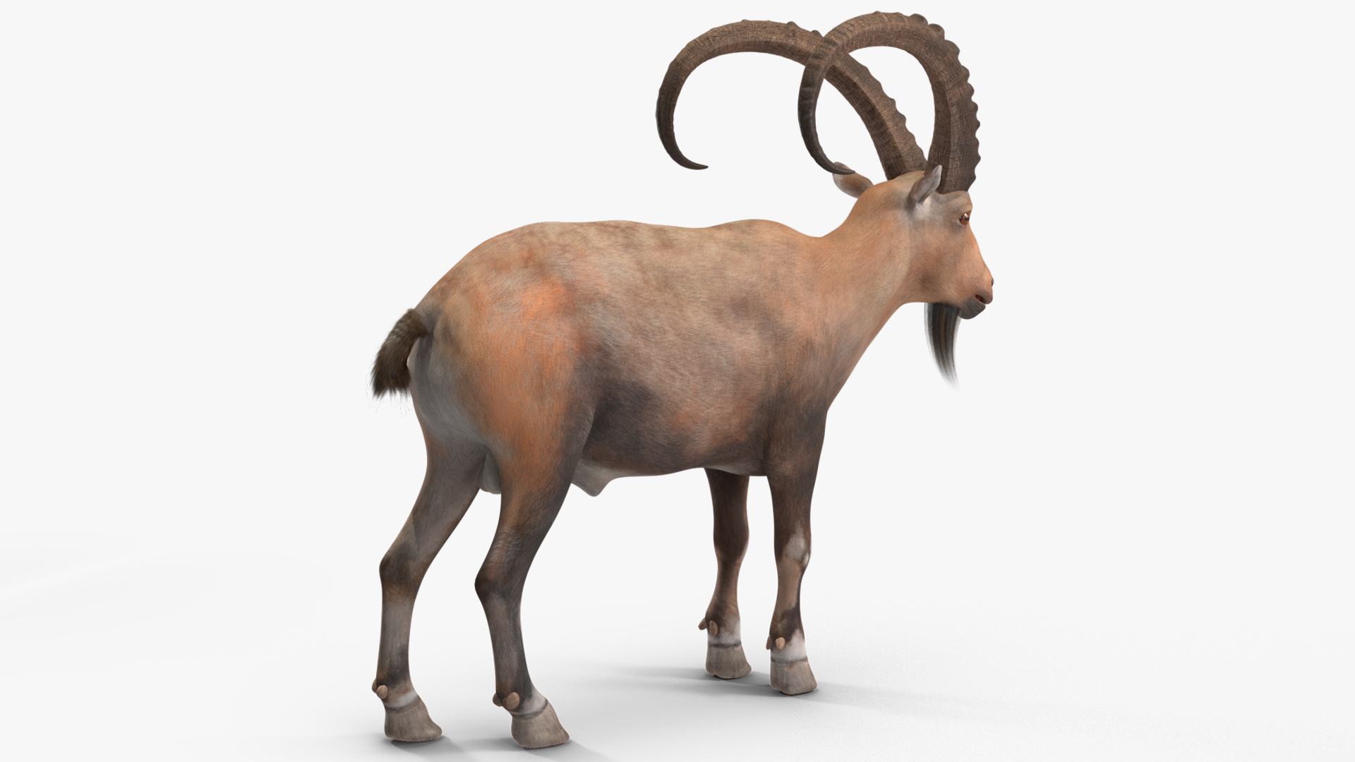 Alpine Ibex Stand Pose 3D