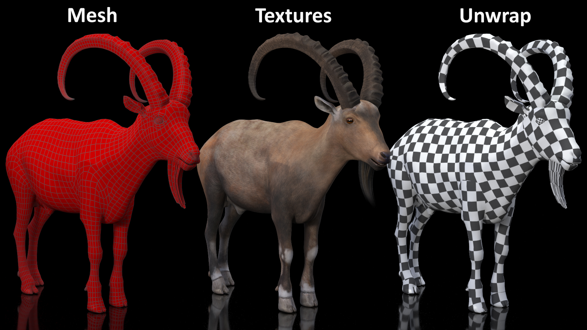 Alpine Ibex Stand Pose 3D