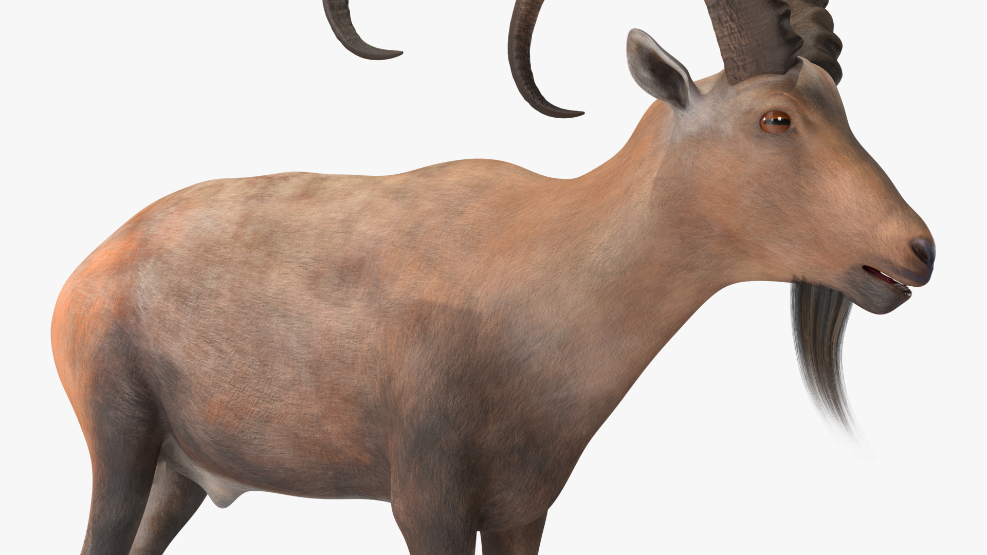 Alpine Ibex Stand Pose 3D