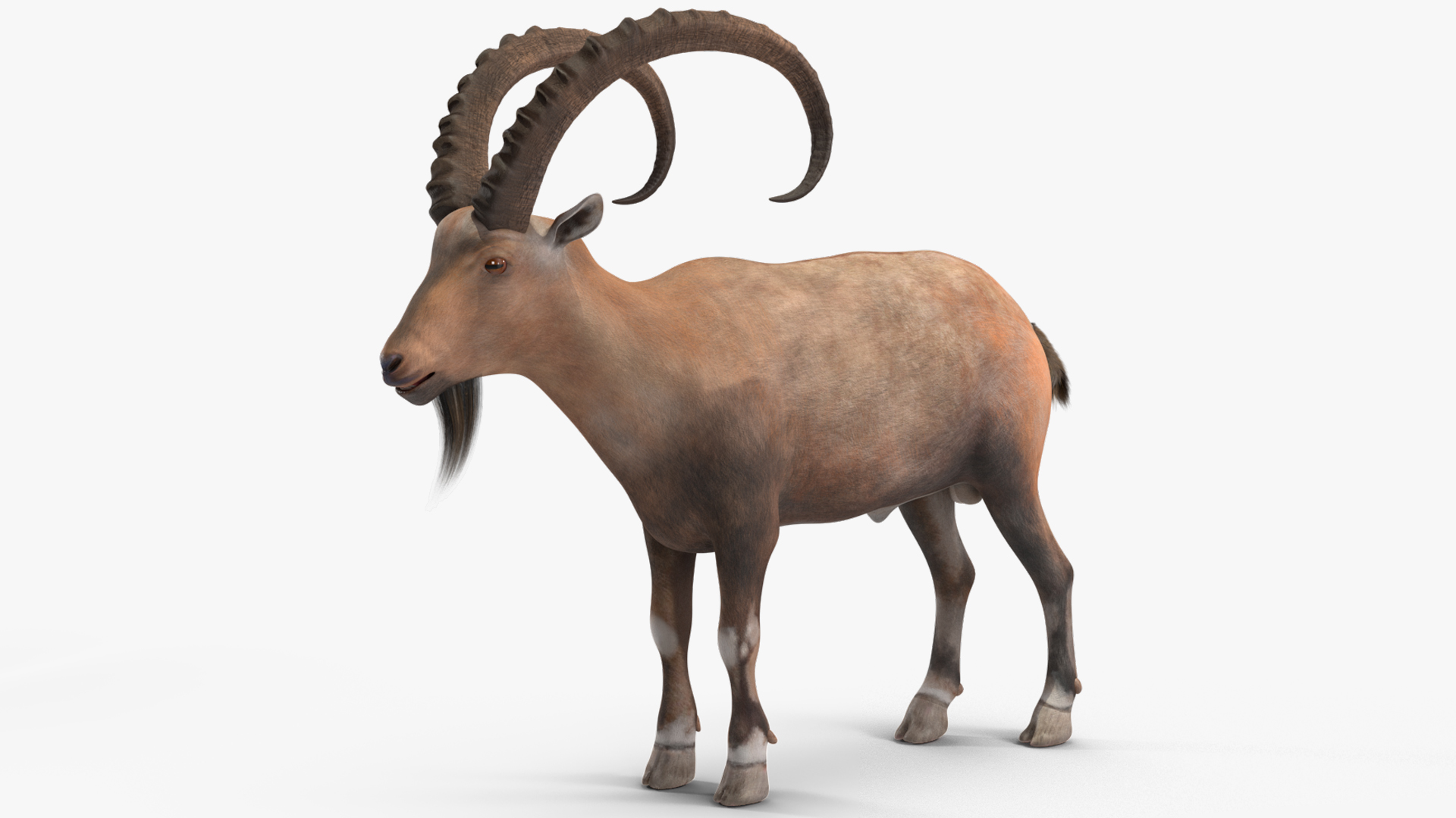 Alpine Ibex Stand Pose 3D