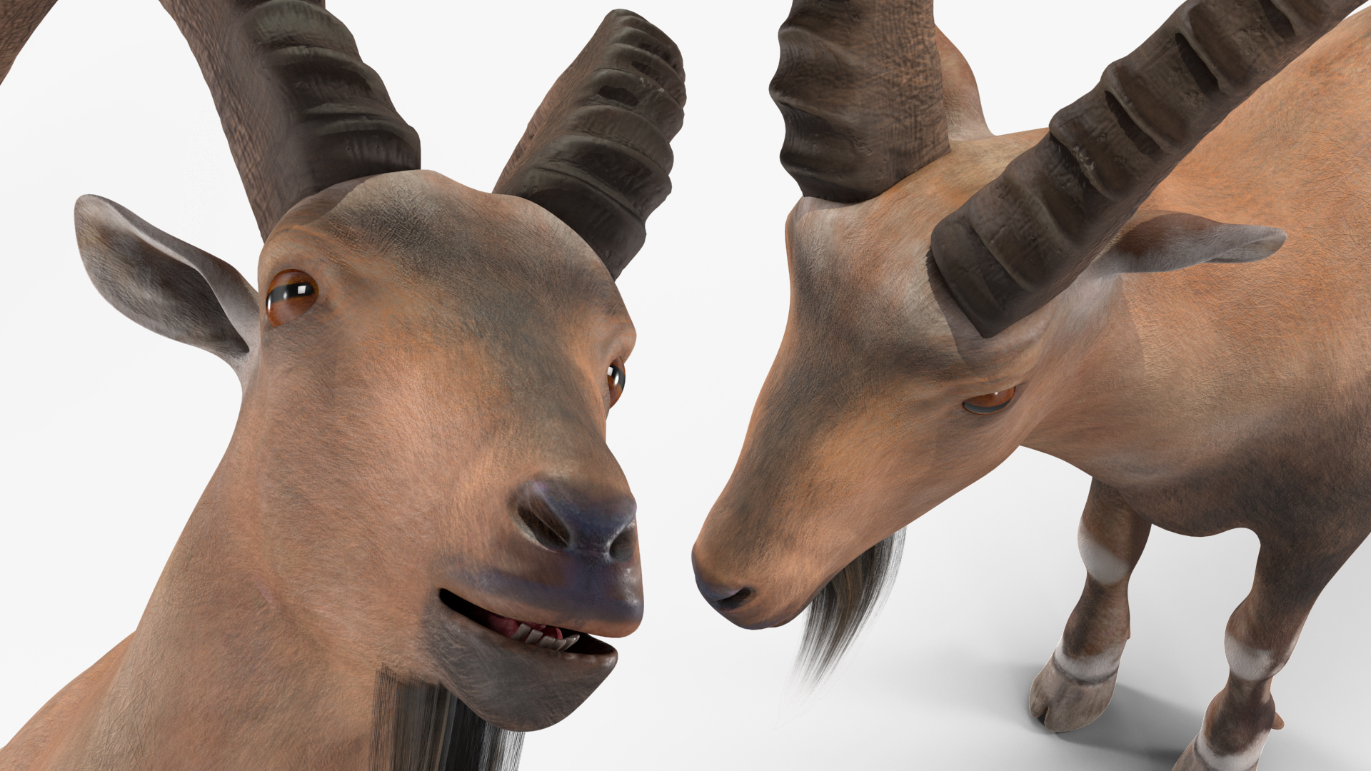 Alpine Ibex Stand Pose 3D