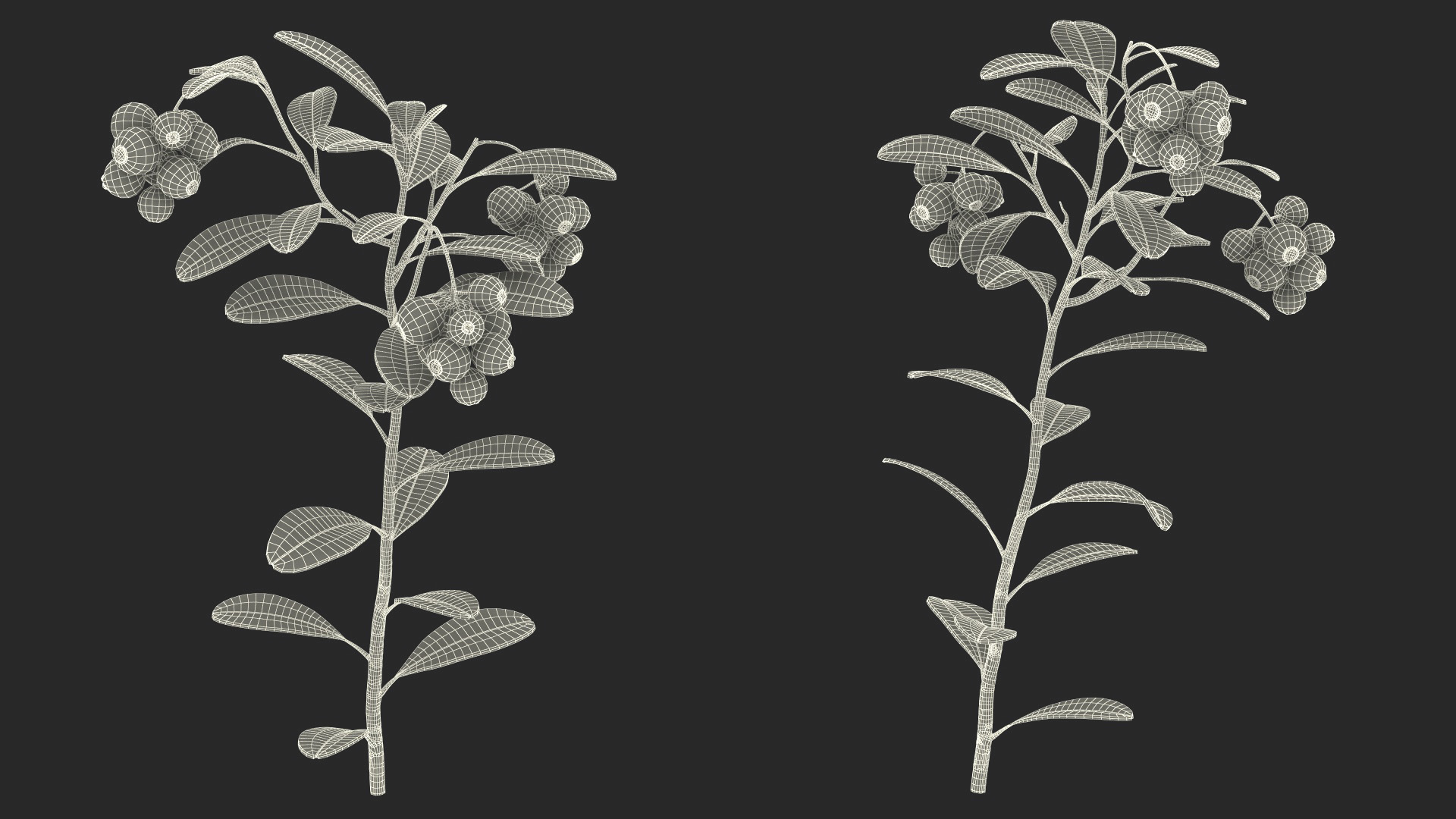 Cranberry Bush 3D model