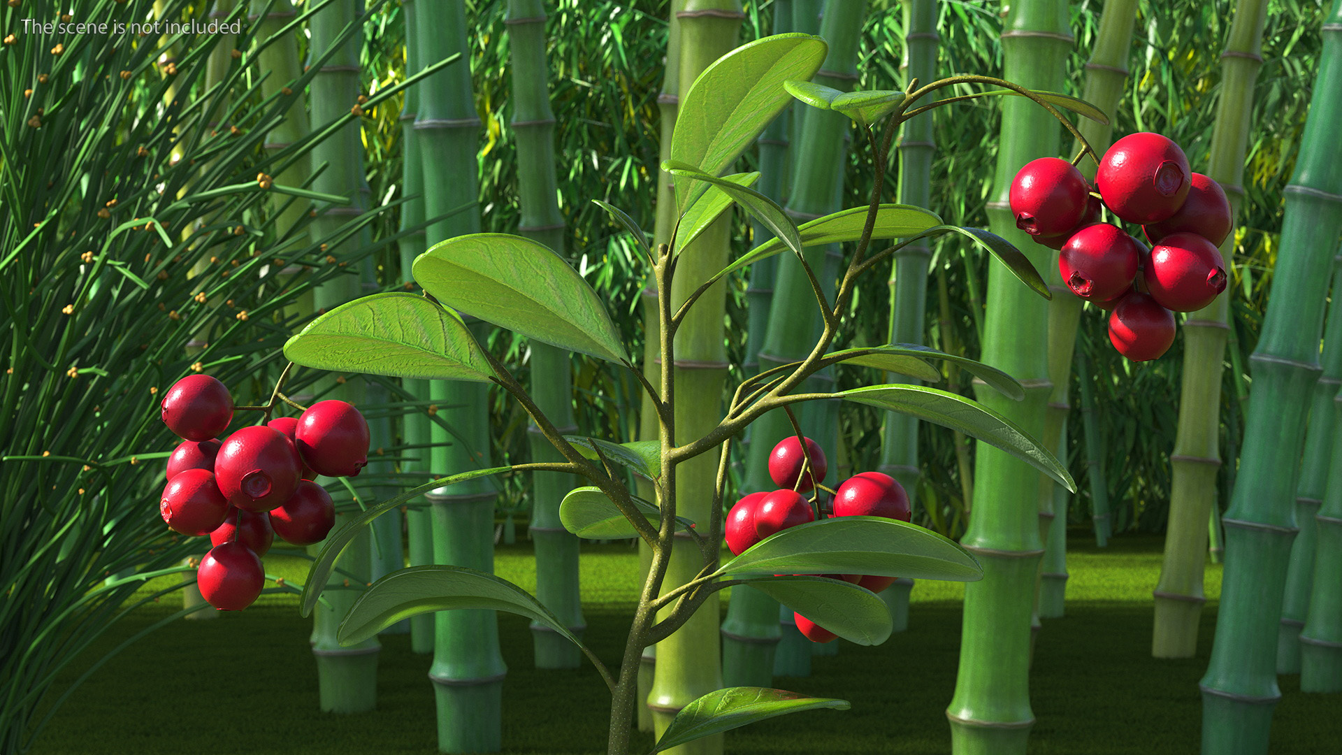 Cranberry Bush 3D model