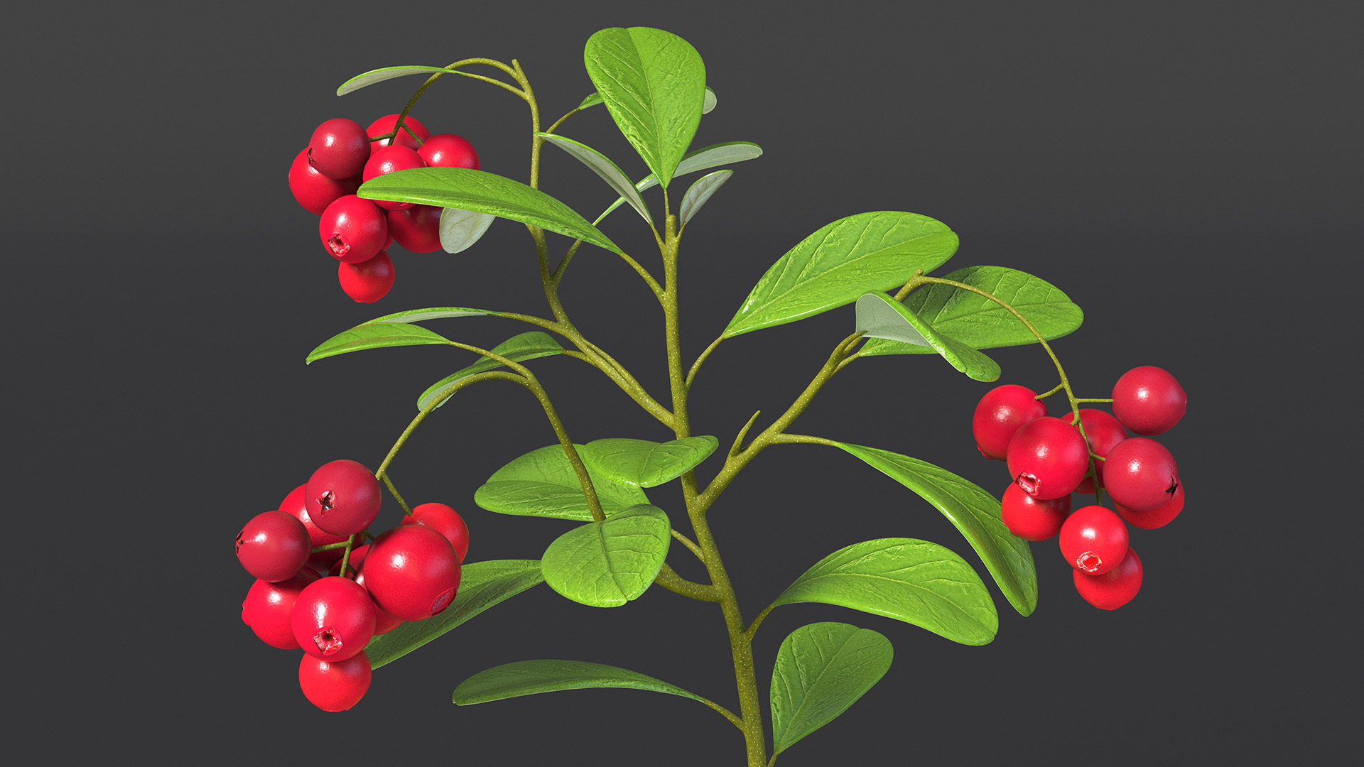 Cranberry Bush 3D model