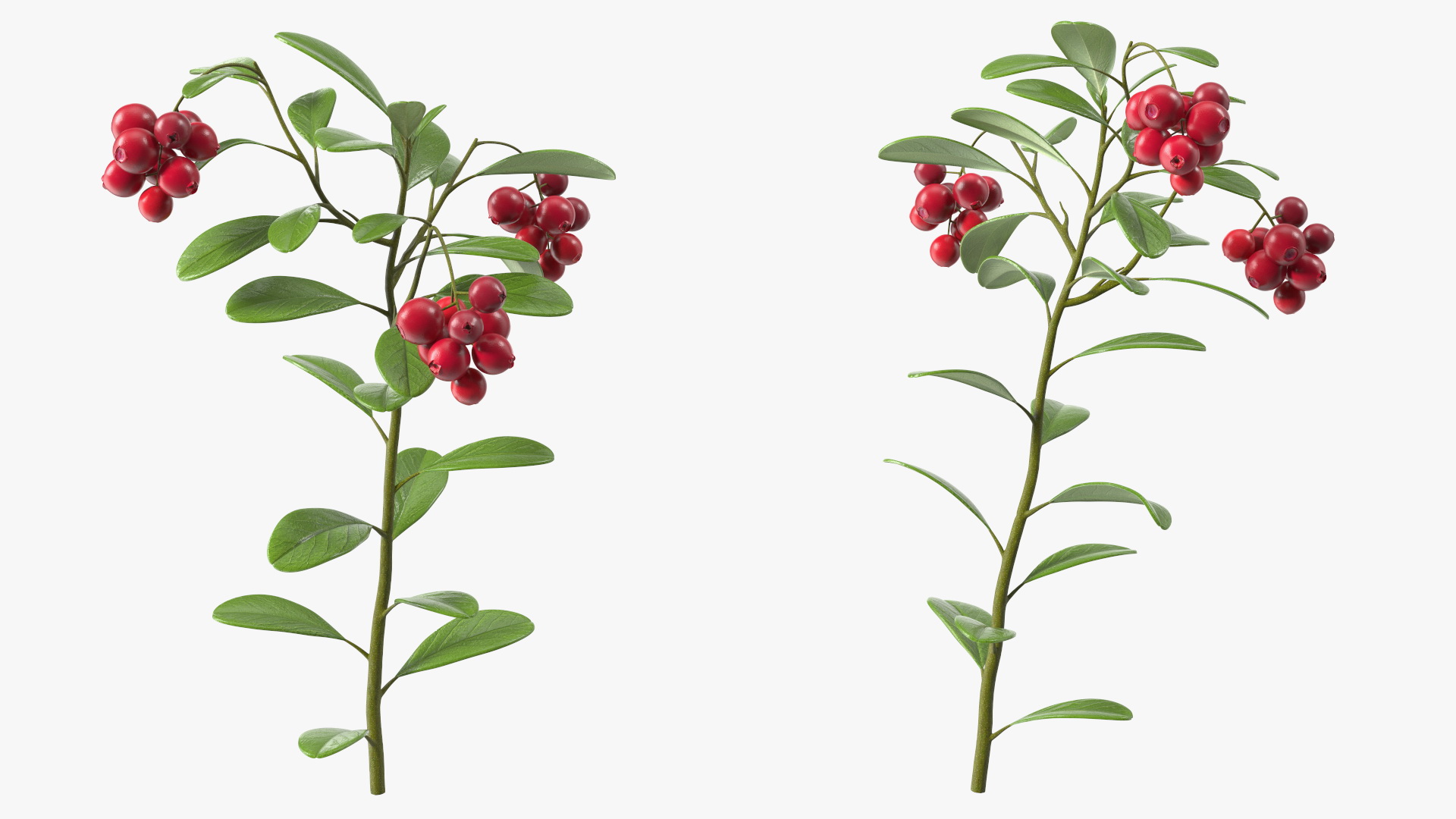 Cranberry Bush 3D model