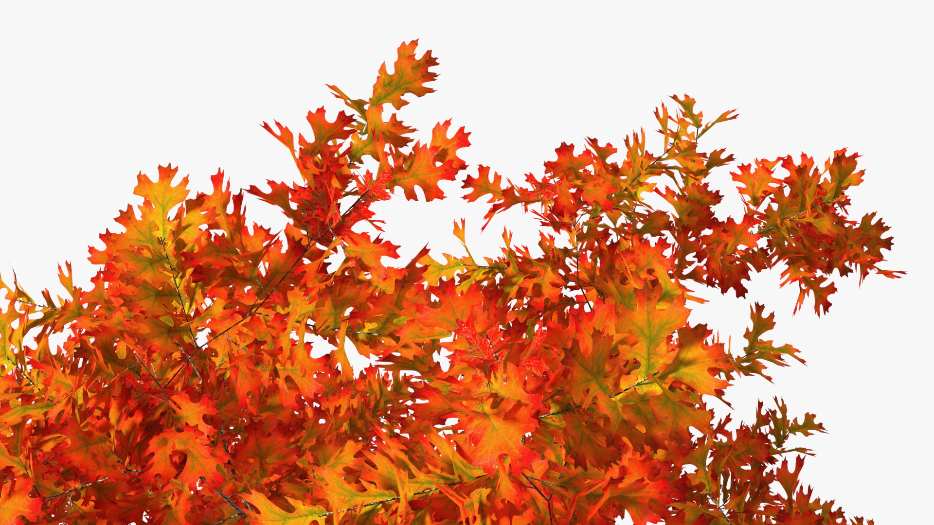 3D model Autumn Oak Tree