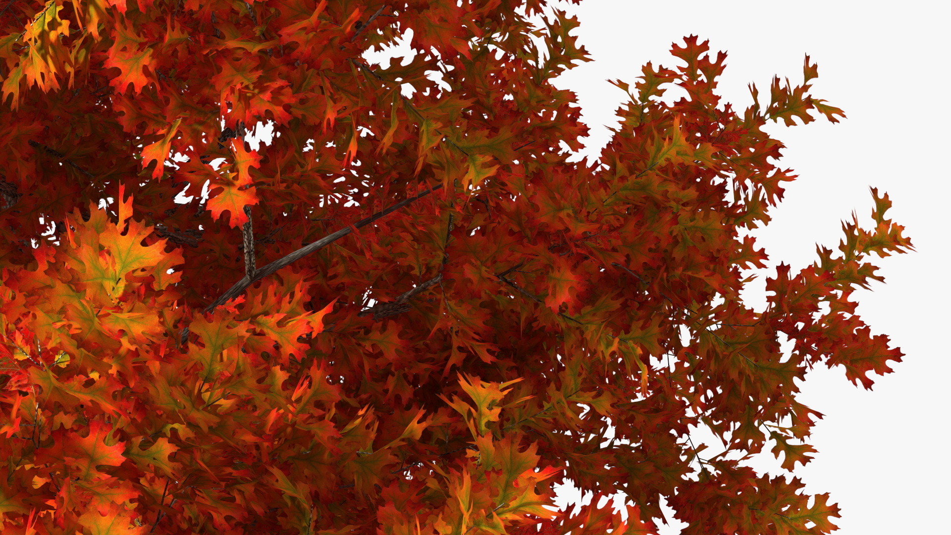 3D model Autumn Oak Tree