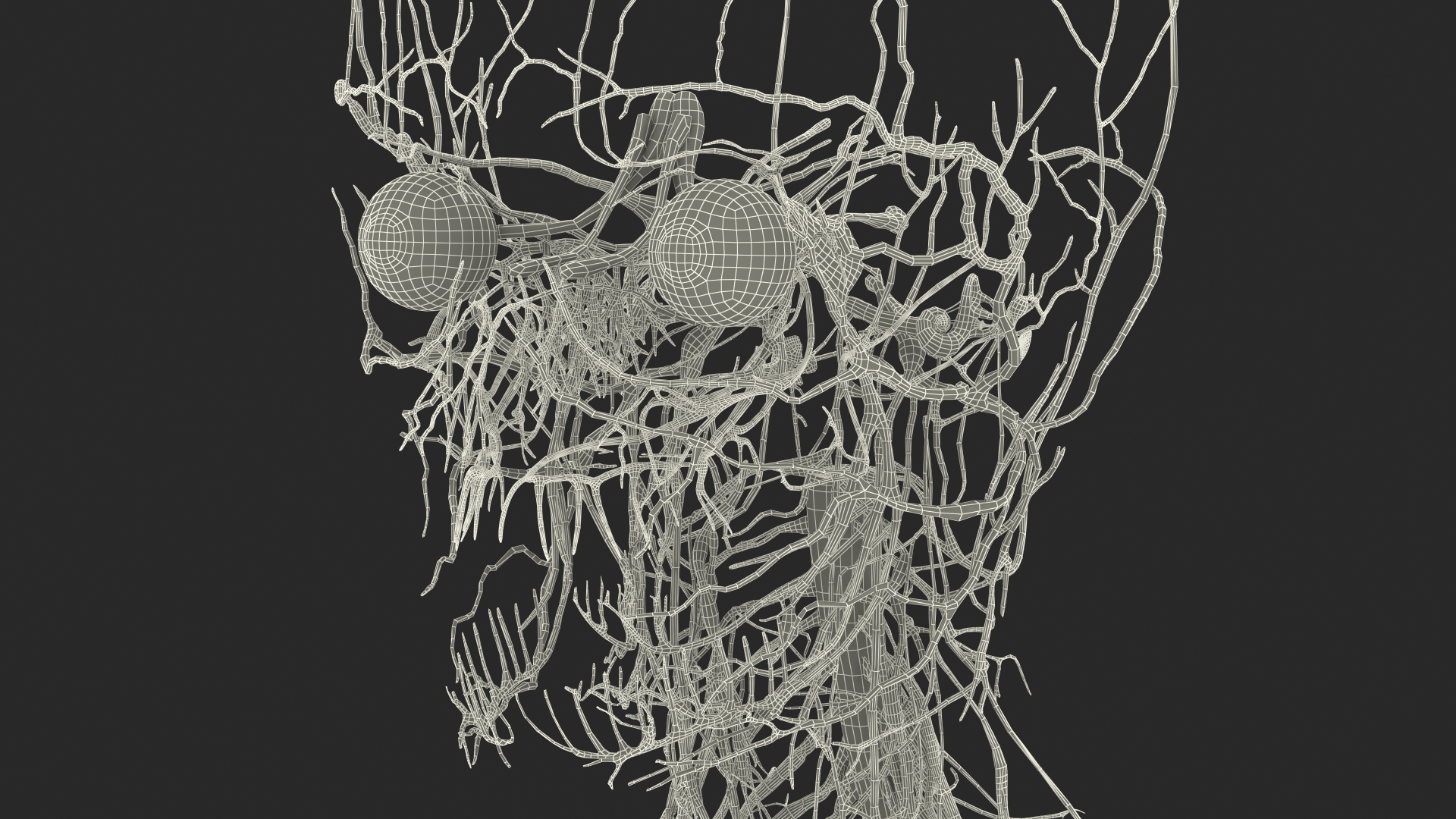 Young Boy Nervous System 3D model