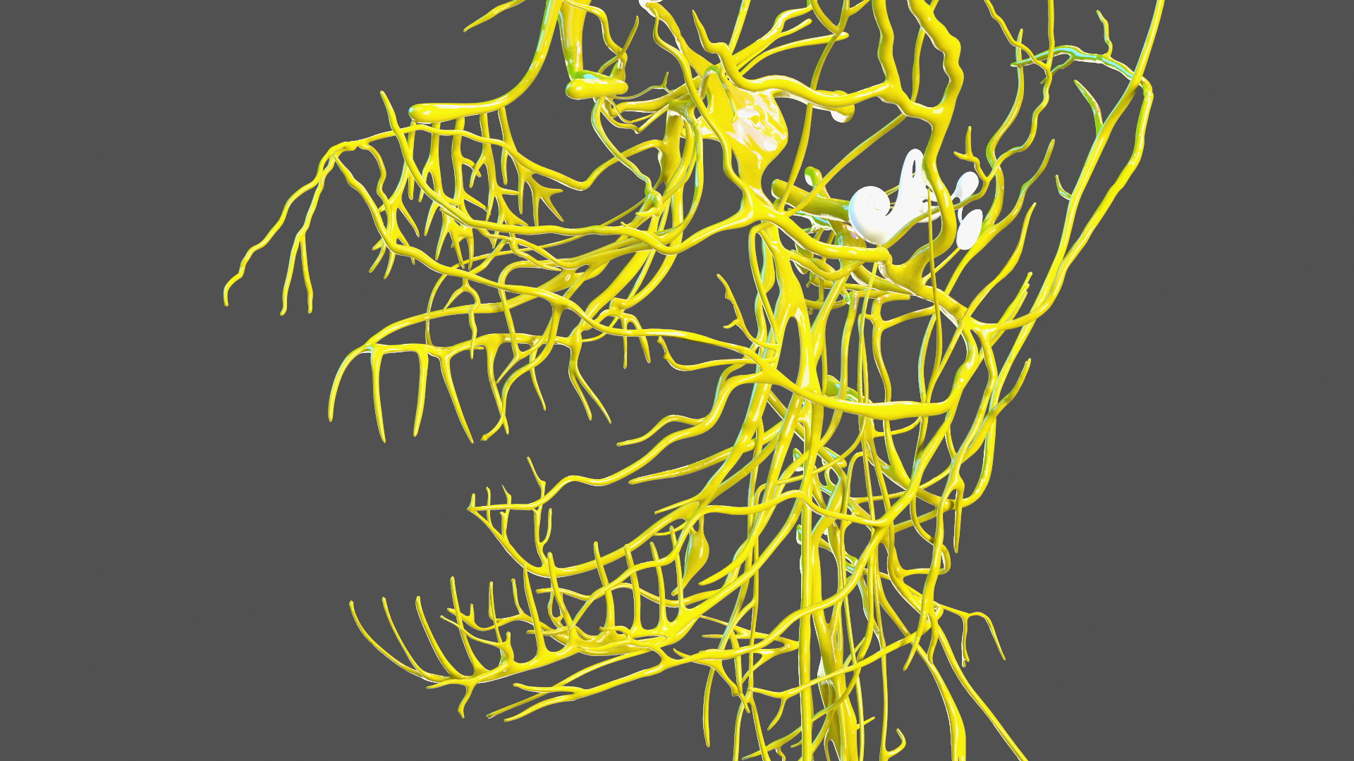 Young Boy Nervous System 3D model