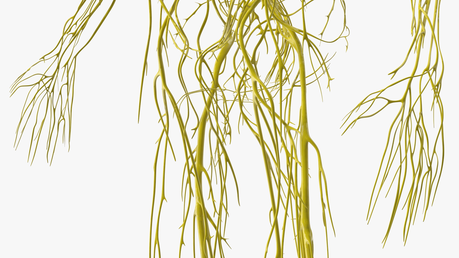 Young Boy Nervous System 3D model