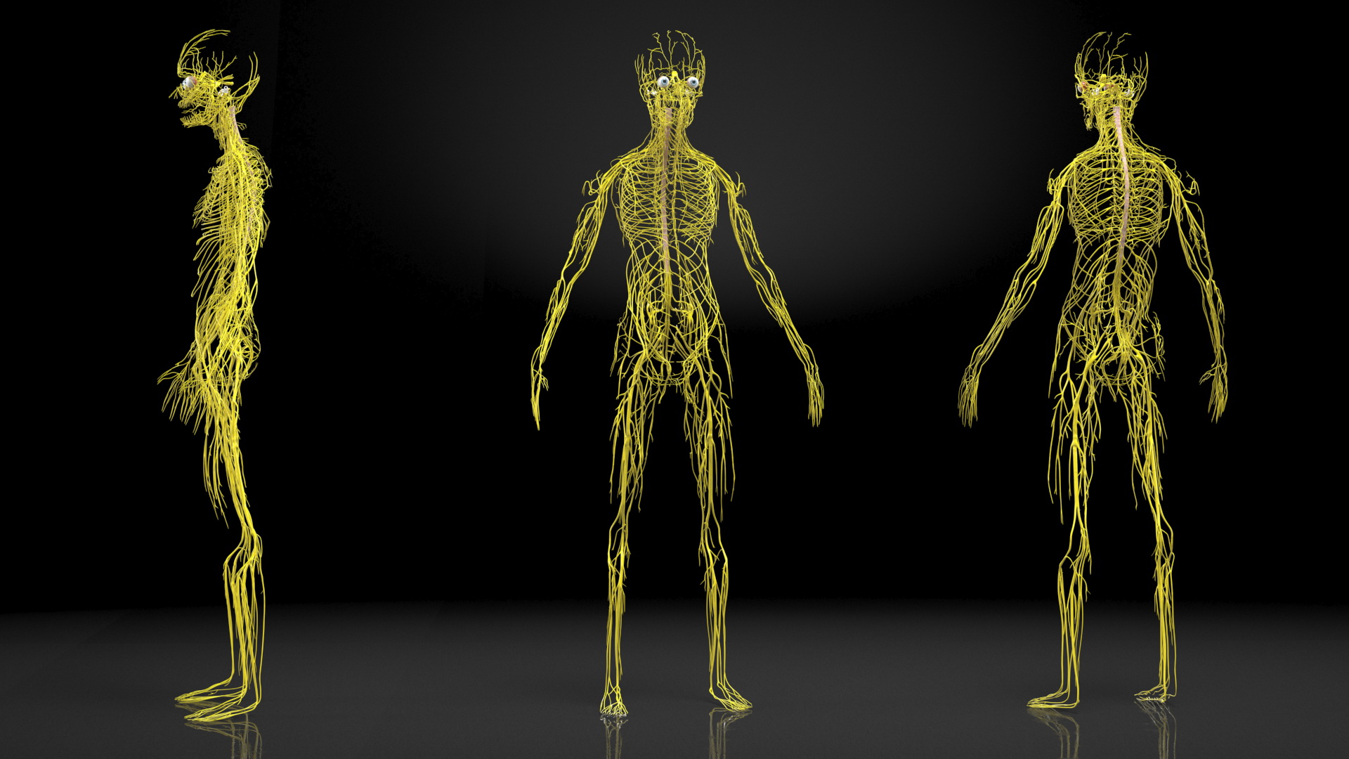 Young Boy Nervous System 3D model