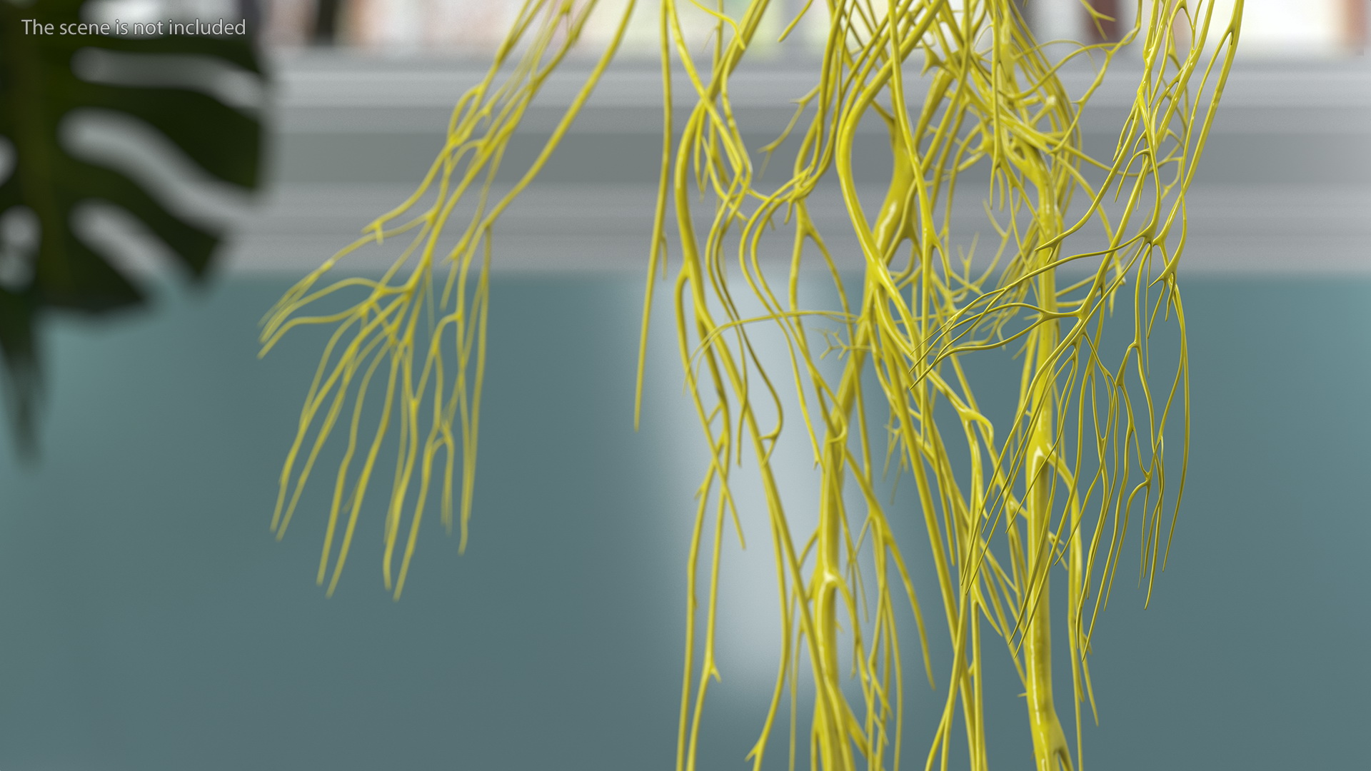 Young Boy Nervous System 3D model