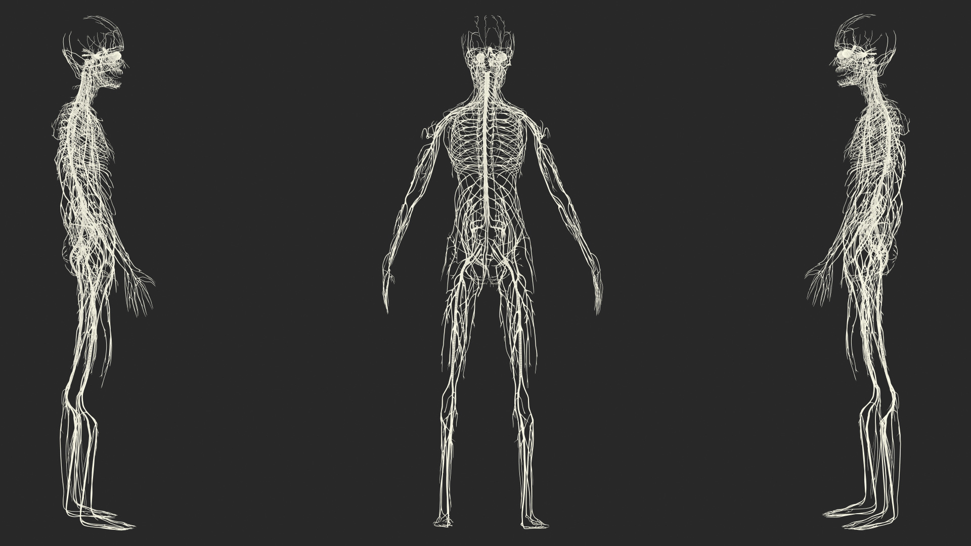 Young Boy Nervous System 3D model