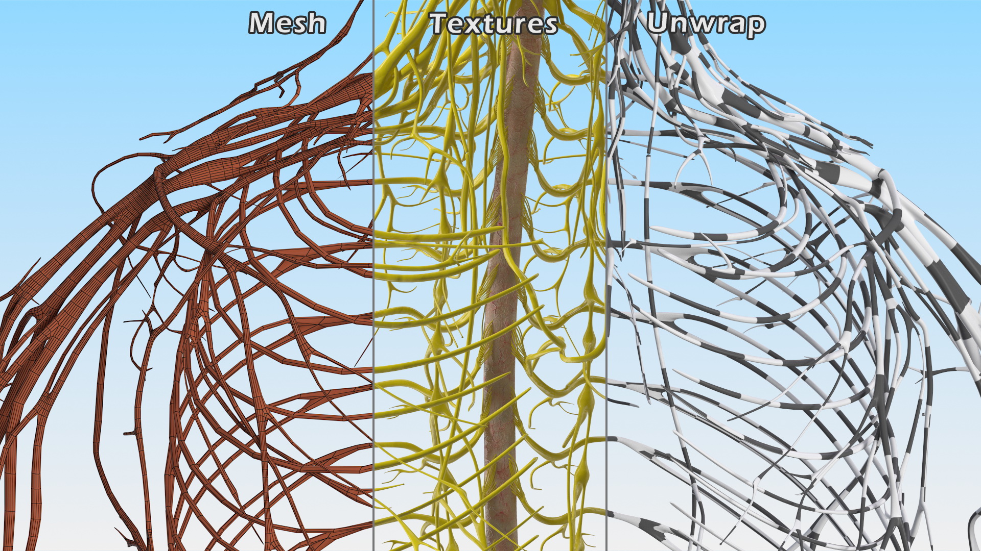 Young Boy Nervous System 3D model