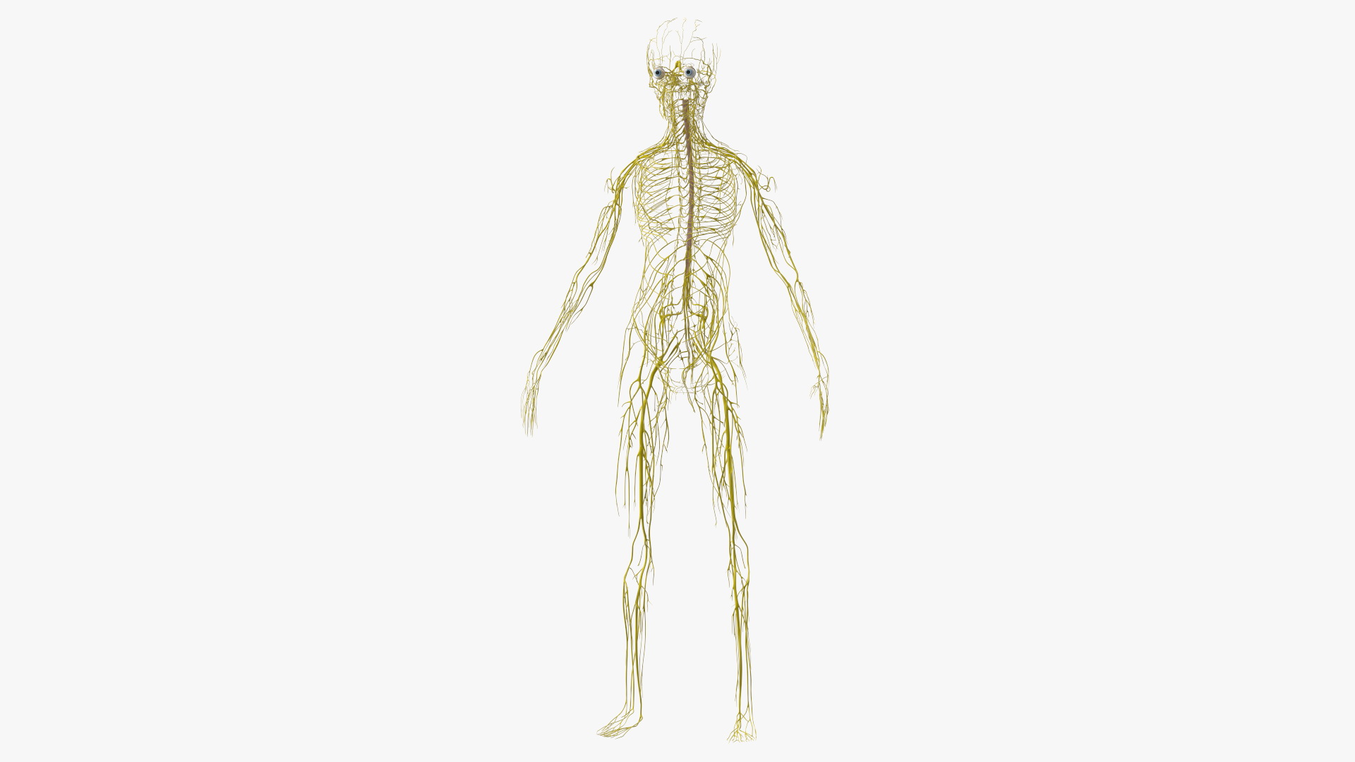 Young Boy Nervous System 3D model